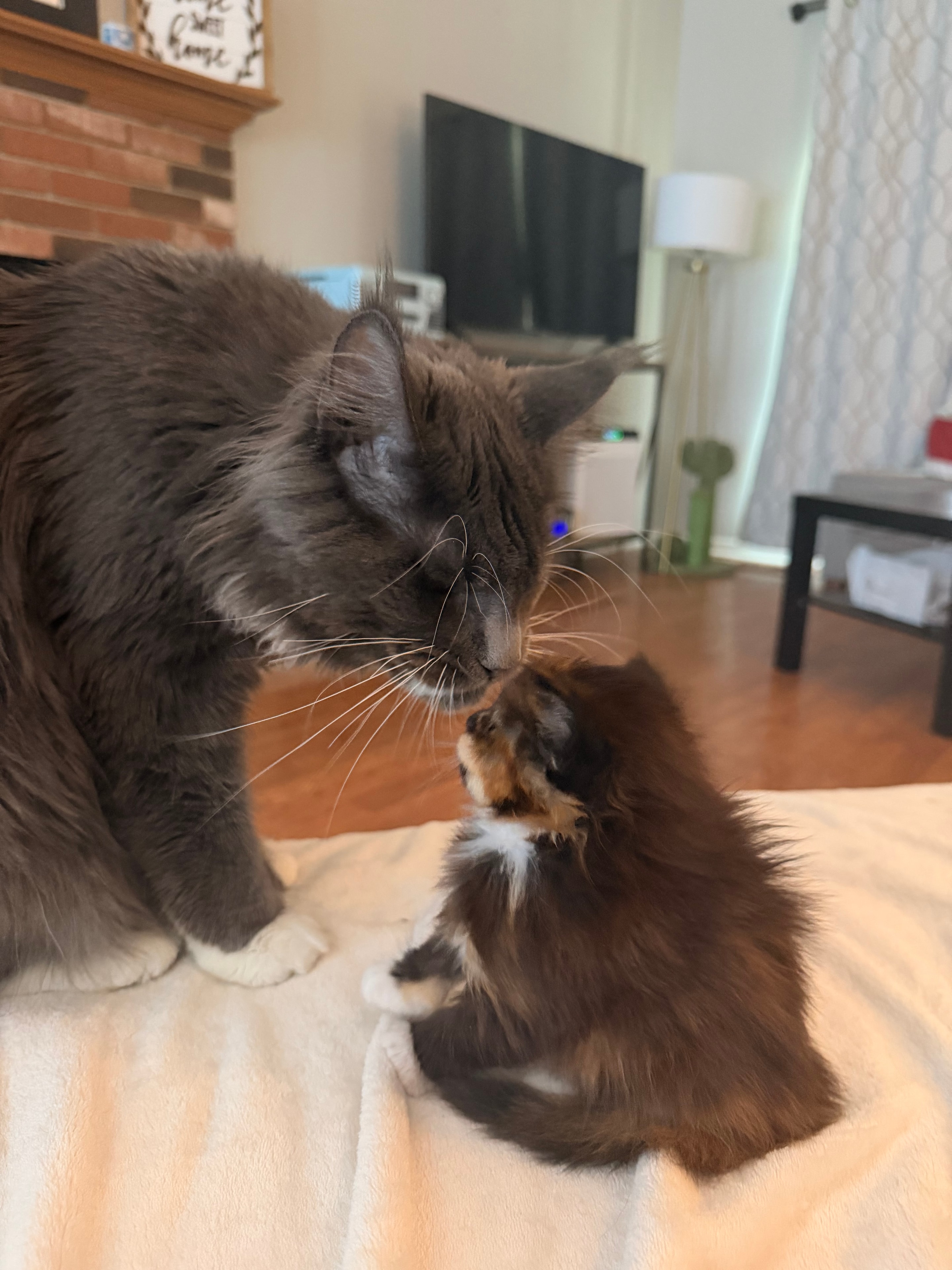 Maine Coon queen with kitten – Dashing Coons cattery Southern Illinois