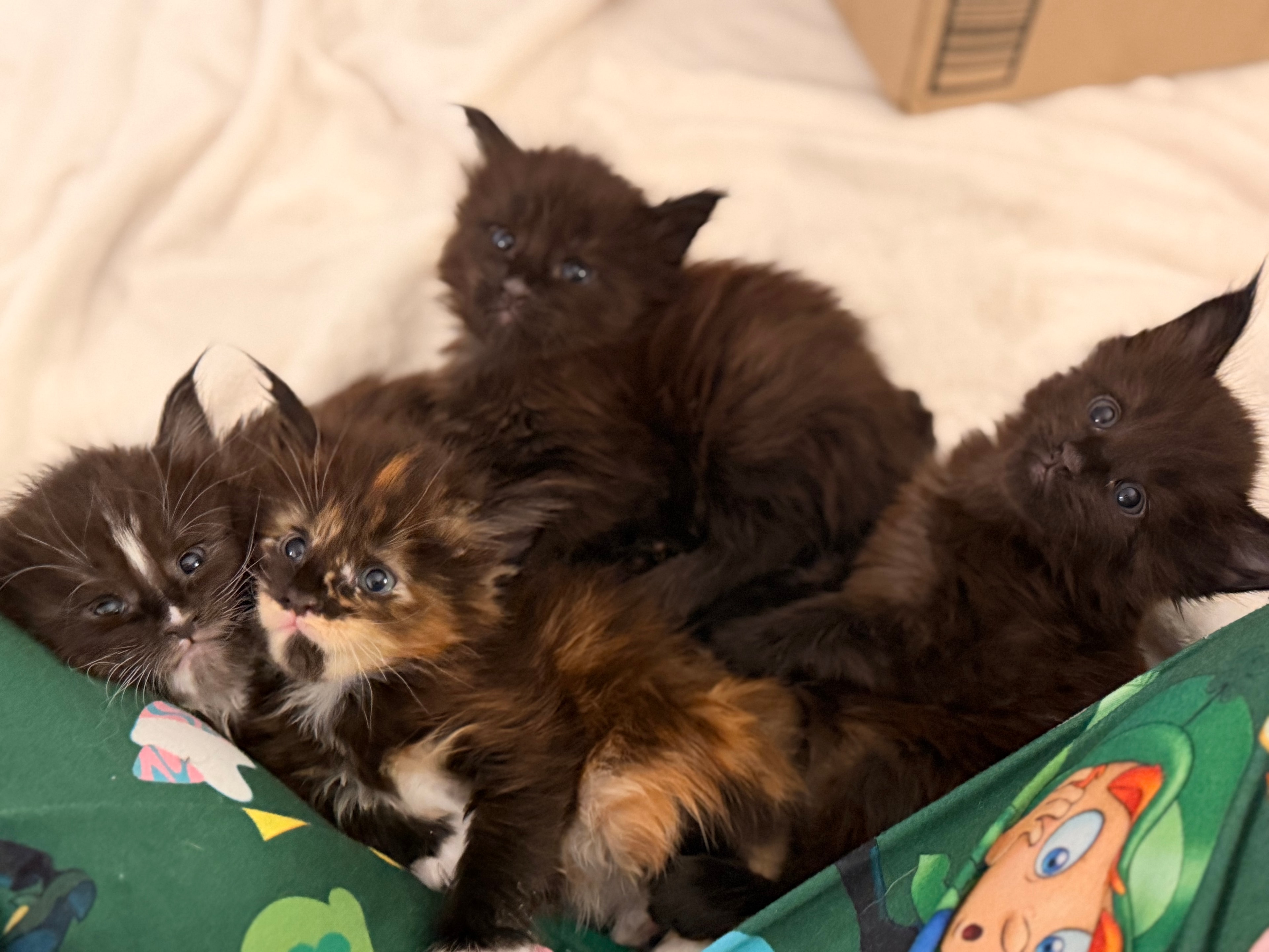 Newborn Maine Coon kitten – Dashing Coons cattery Southern Illinois
