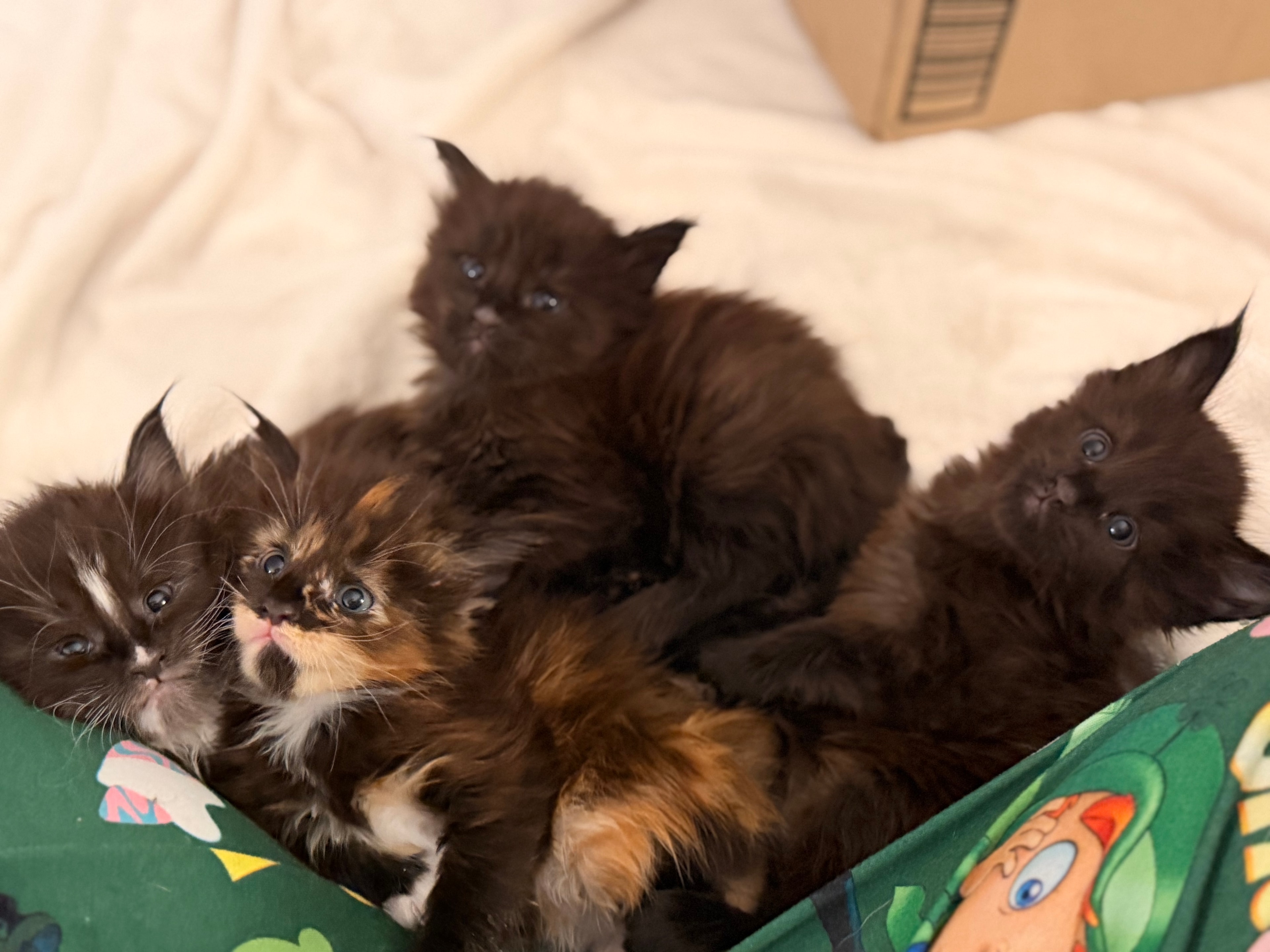 Newborn Maine Coon kitten – Dashing Coons cattery Southern Illinois