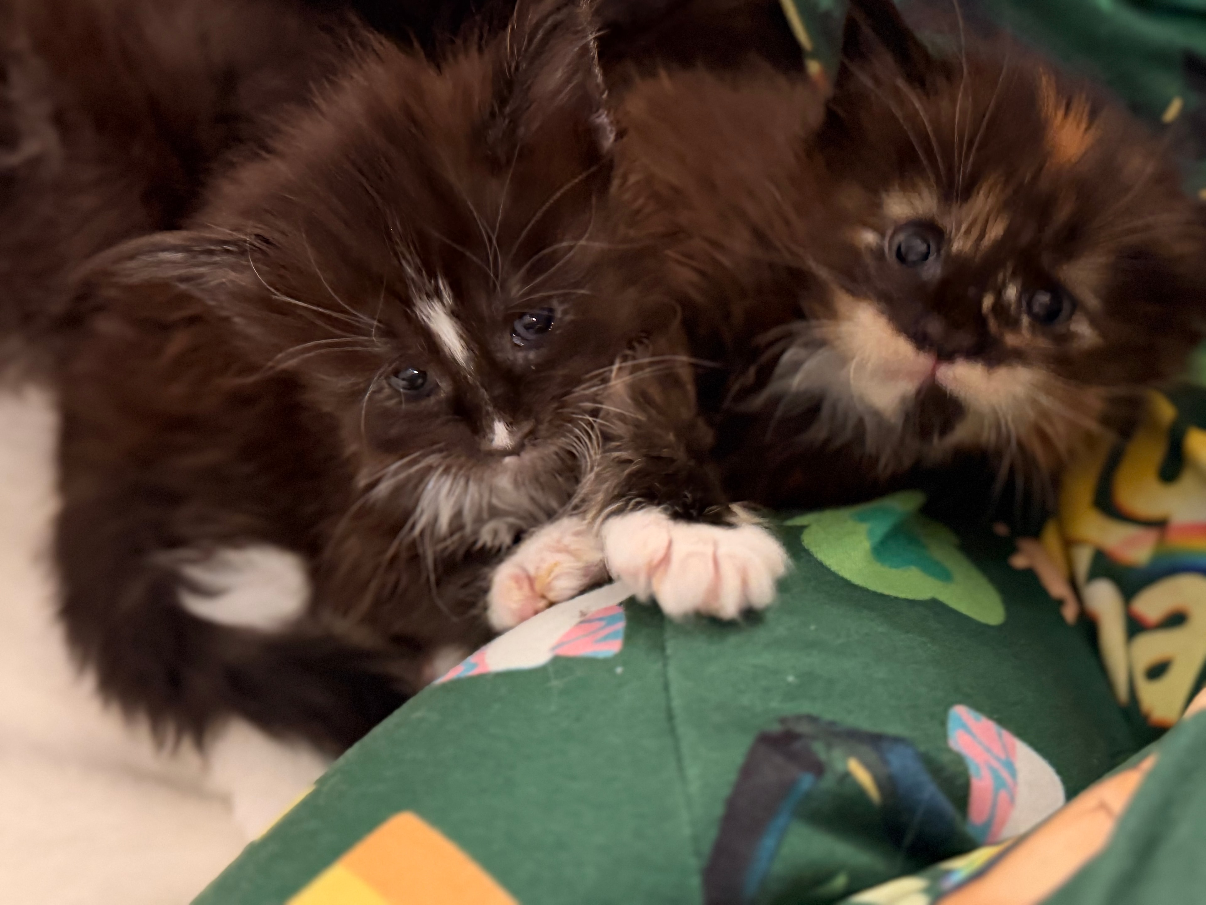Newborn Maine Coon kitten – Dashing Coons cattery Southern Illinois