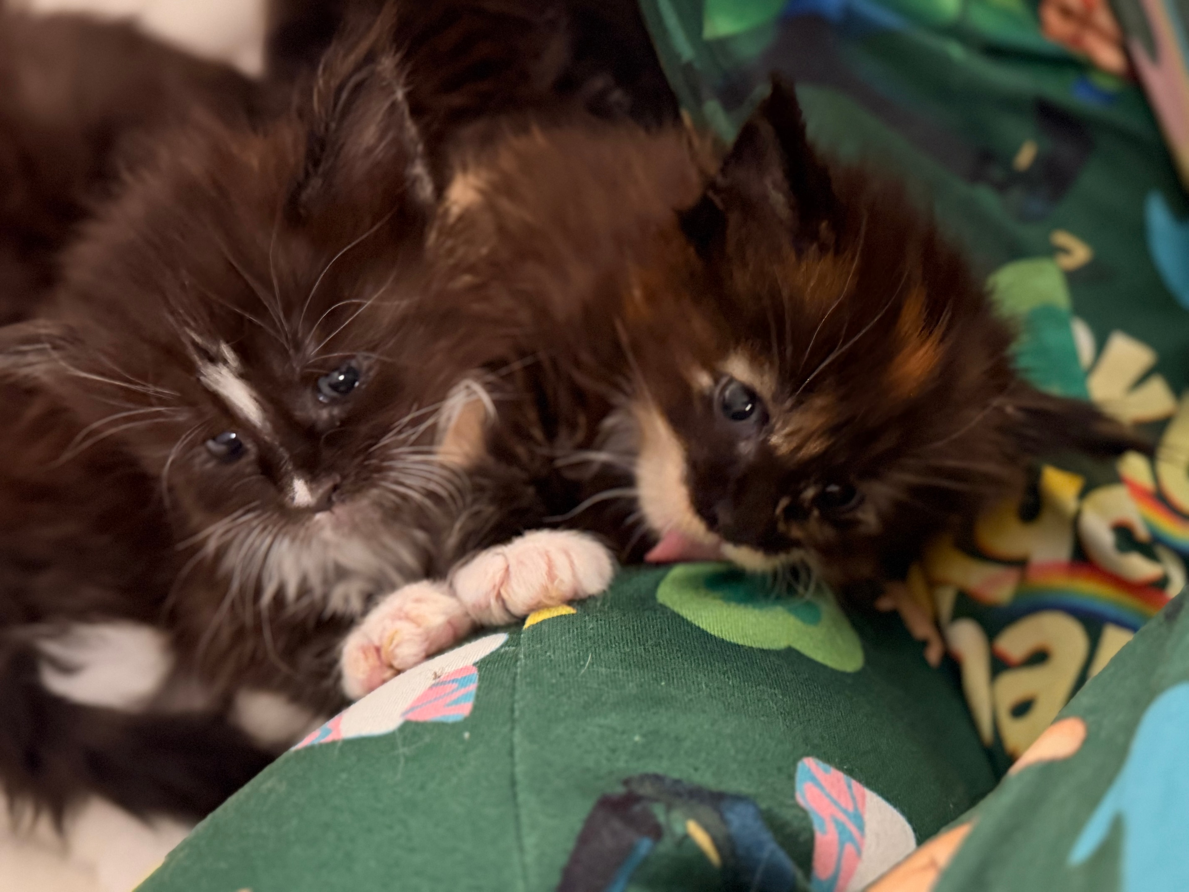 Newborn Maine Coon kitten – Dashing Coons cattery Southern Illinois