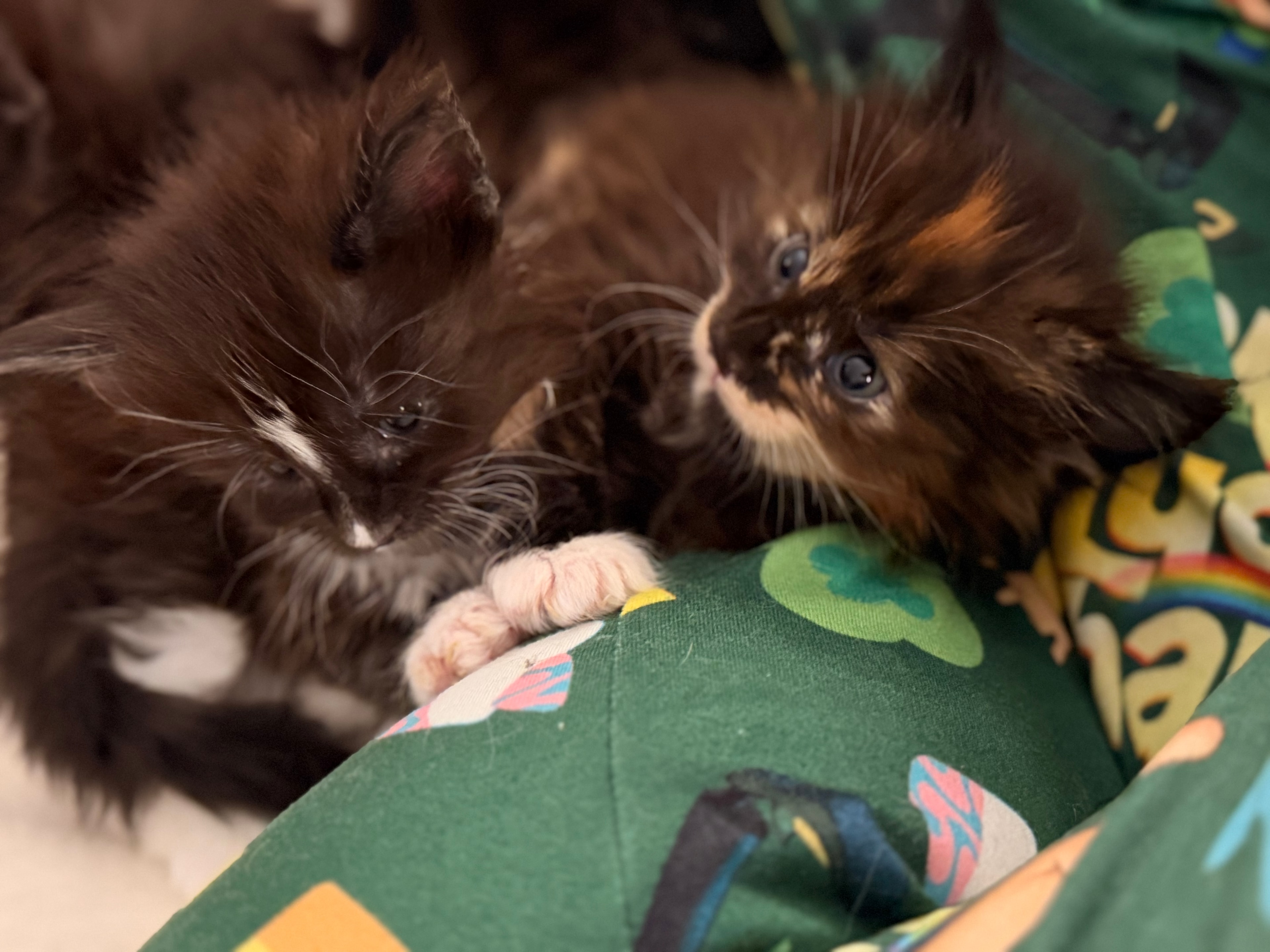 Newborn Maine Coon kitten – Dashing Coons cattery Southern Illinois