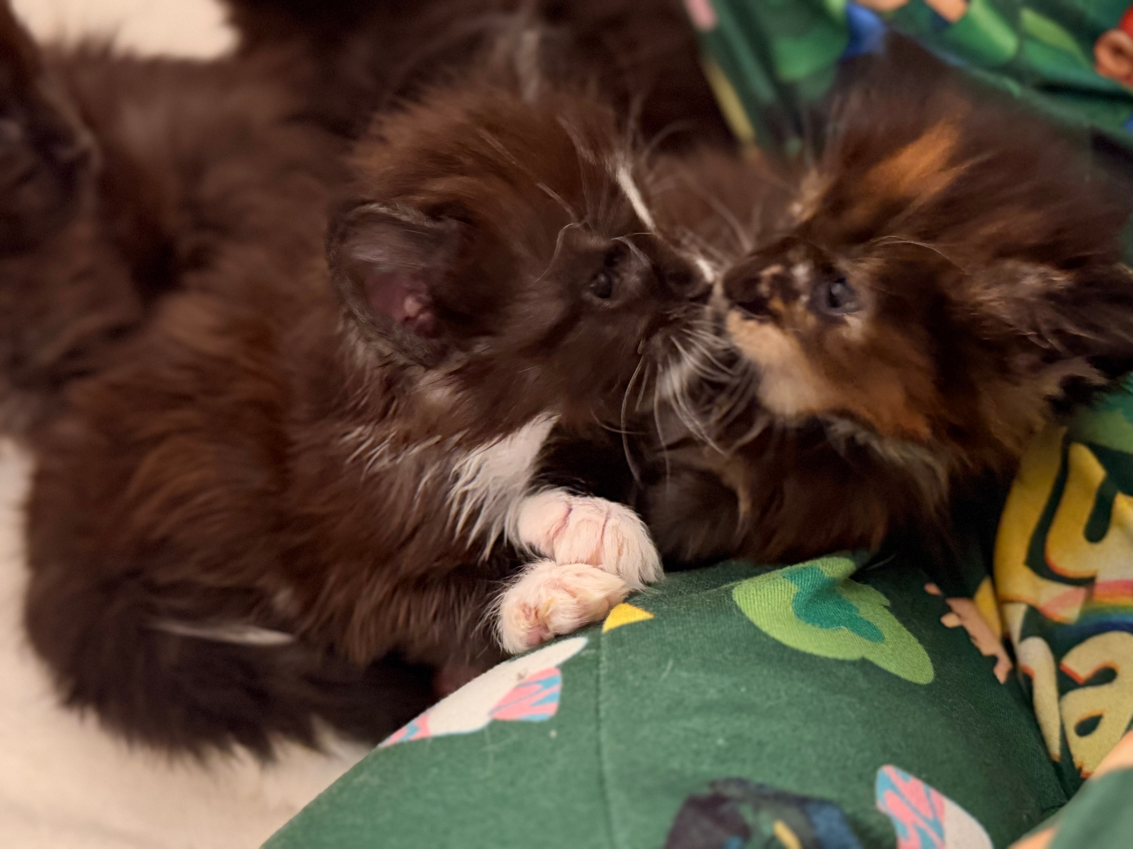 Newborn Maine Coon kitten – Dashing Coons cattery Southern Illinois