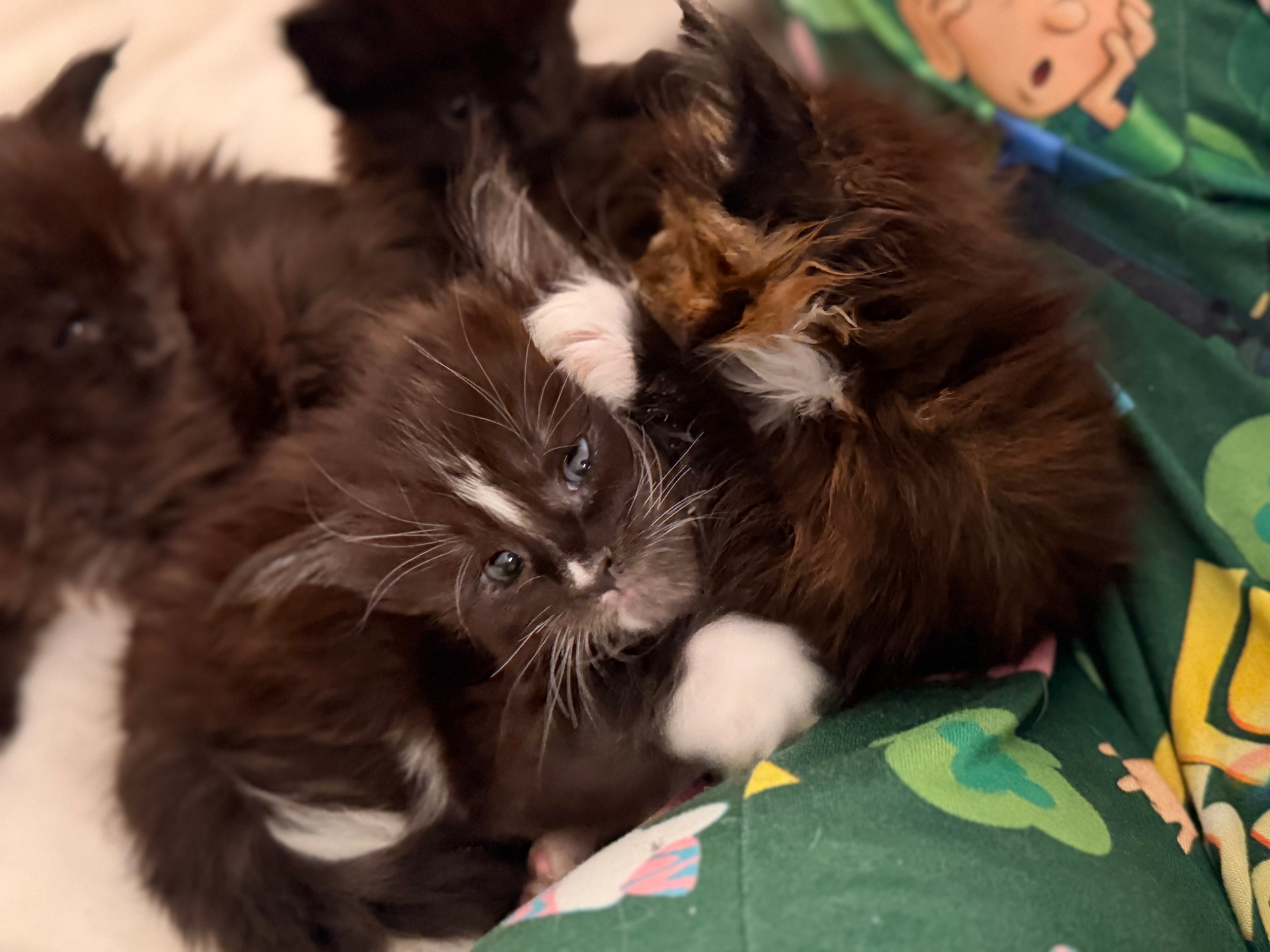 Newborn Maine Coon kitten – Dashing Coons cattery Southern Illinois