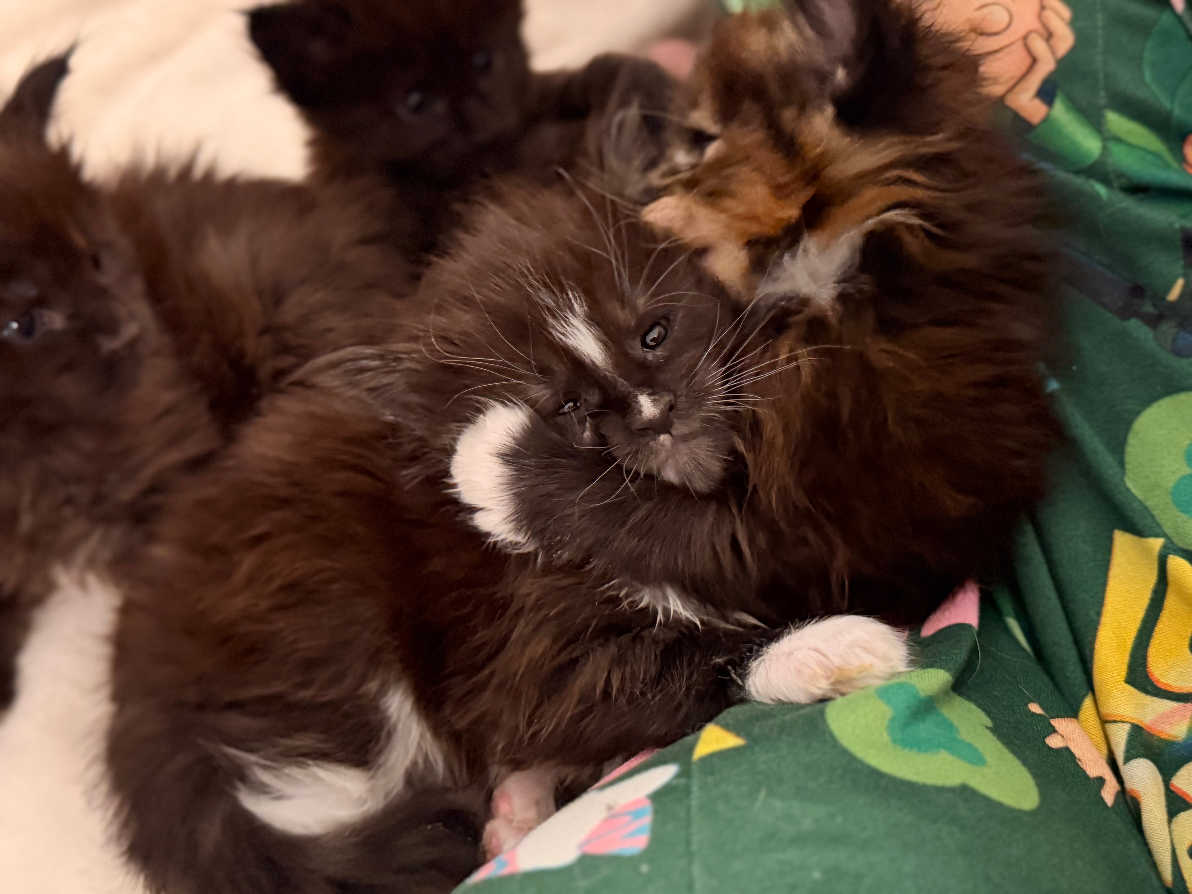 Newborn Maine Coon kitten – Dashing Coons cattery Southern Illinois
