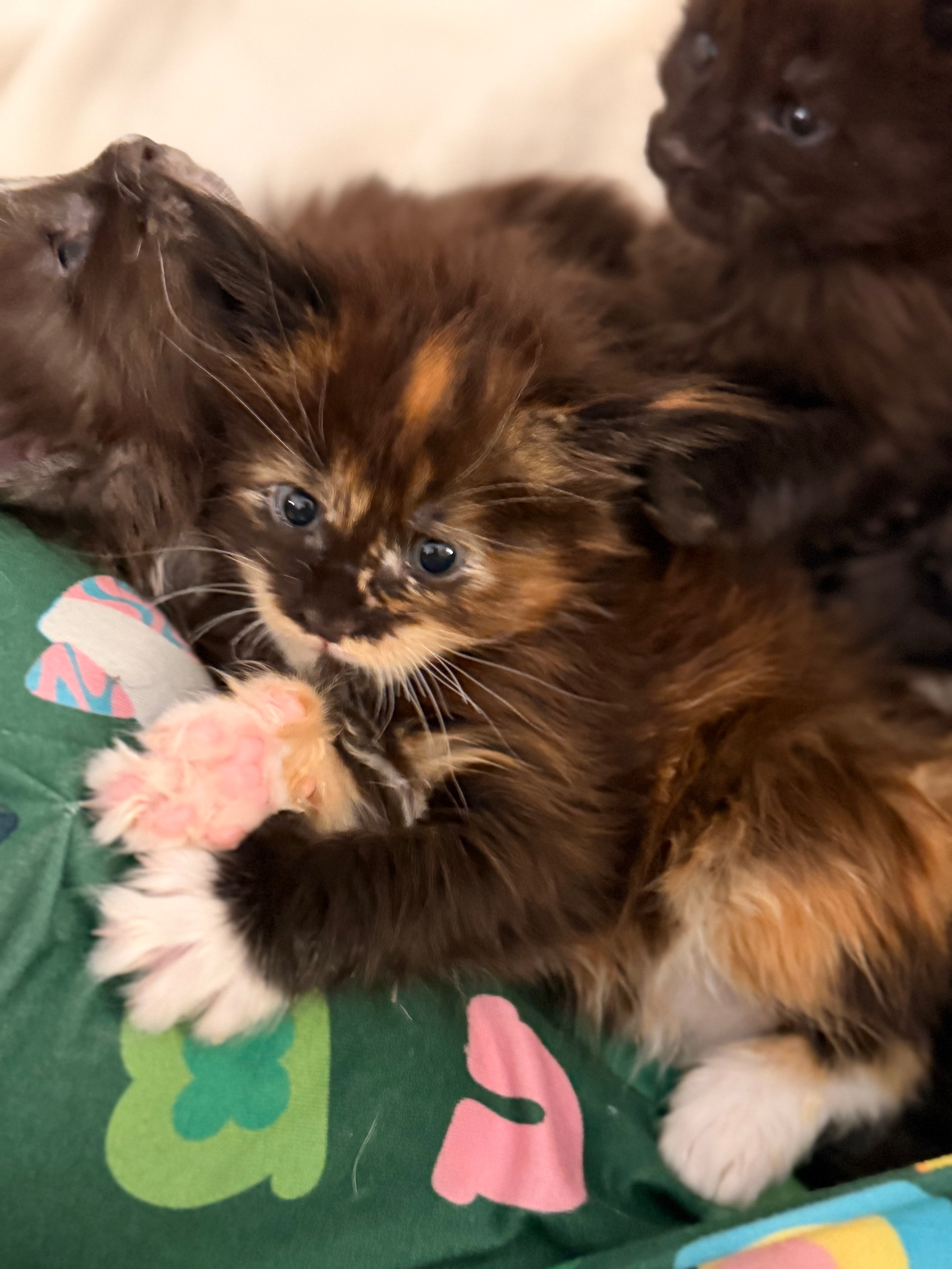 Delilah – European Maine Coon kitten from Dashing Coons
