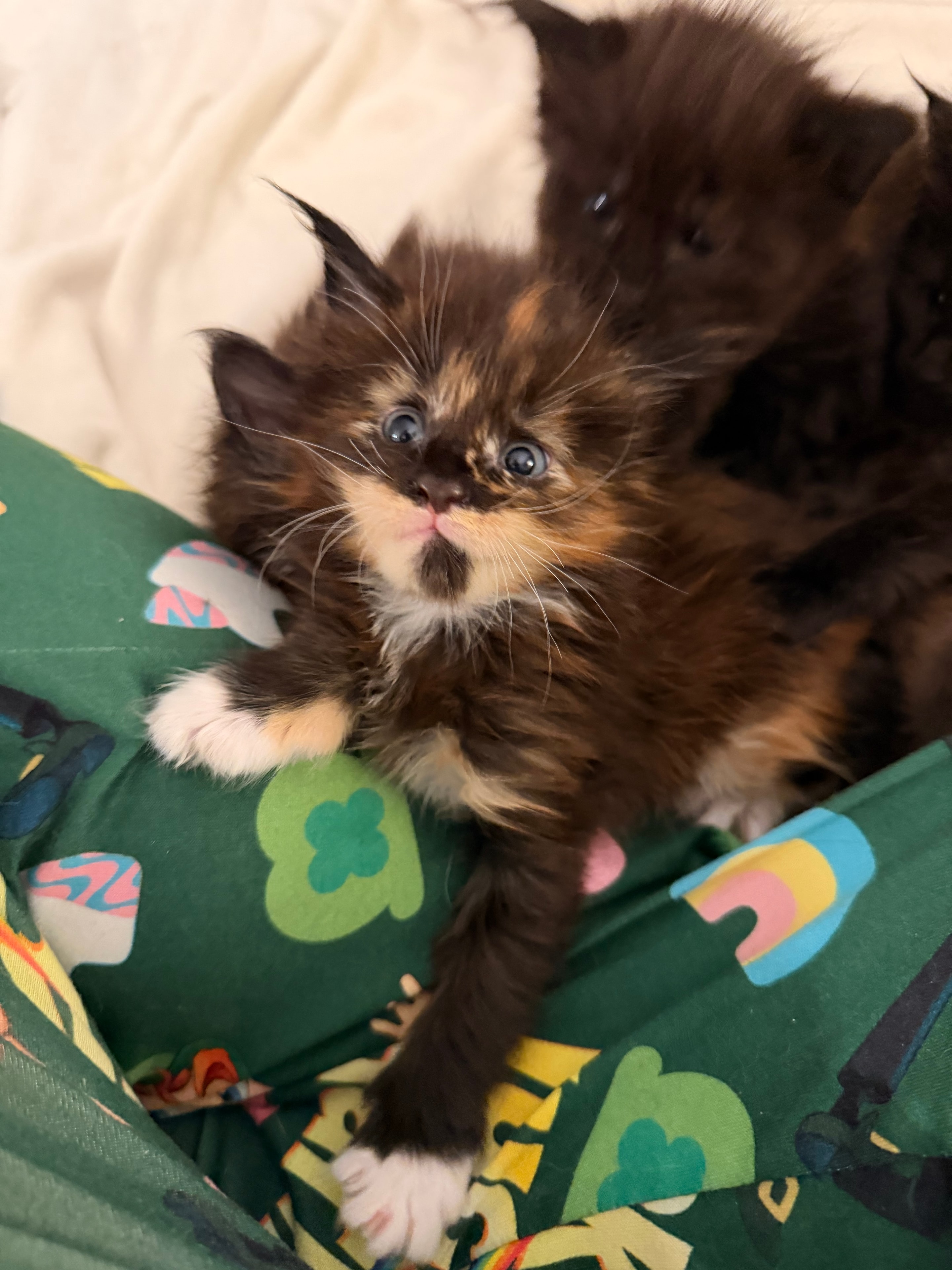 Delilah – European Maine Coon kitten from Dashing Coons