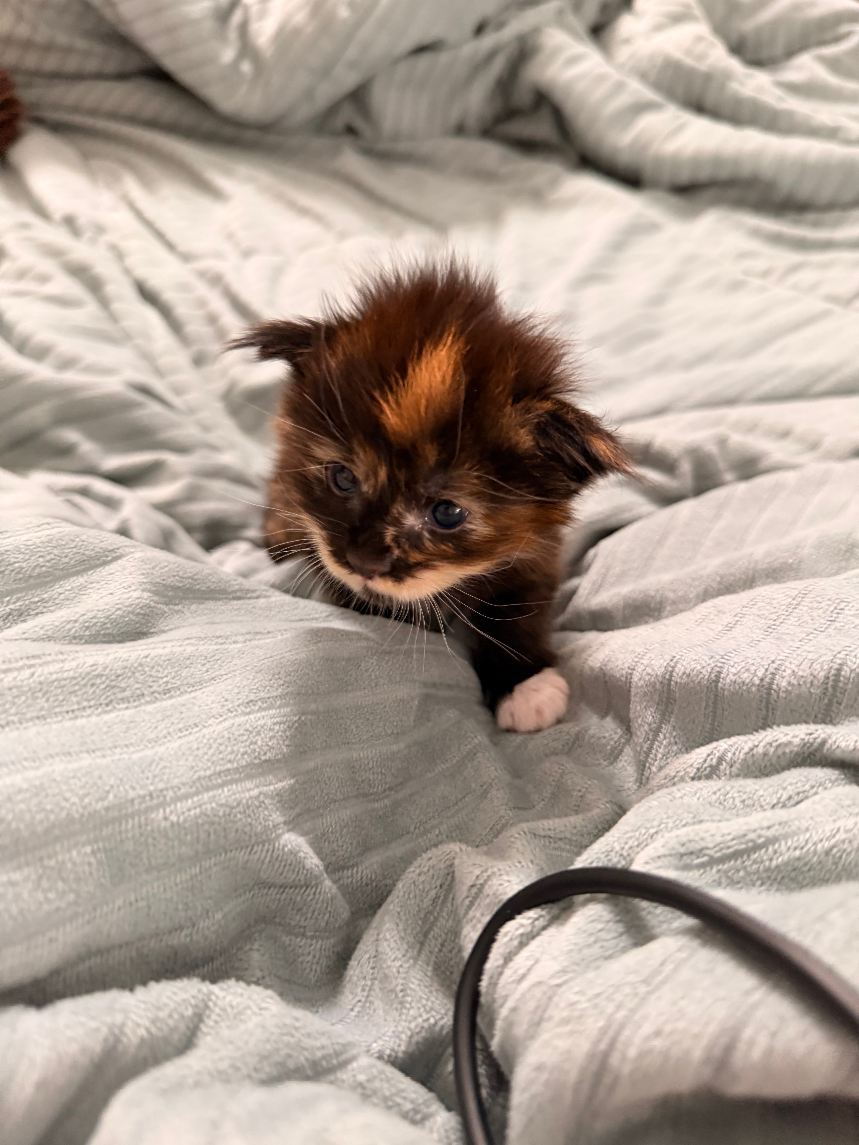 Delilah – European Maine Coon kitten from Dashing Coons