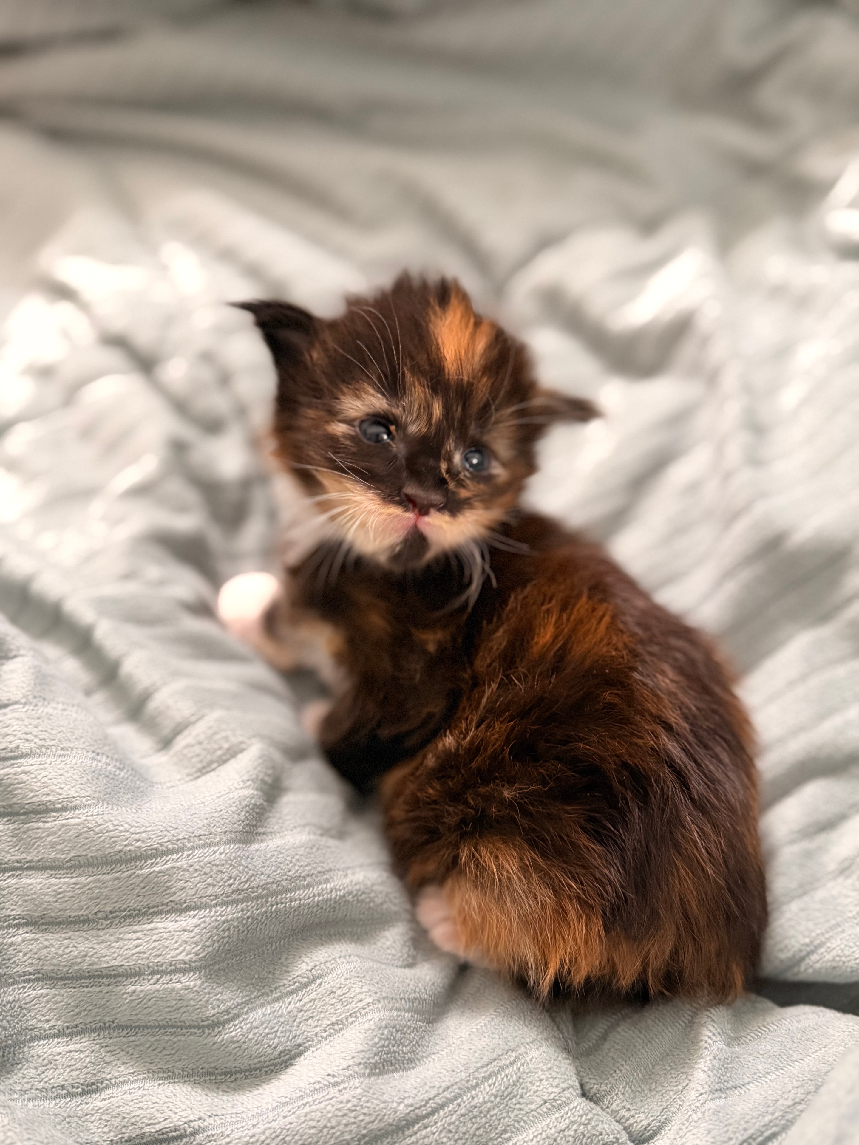 Delilah – European Maine Coon kitten from Dashing Coons