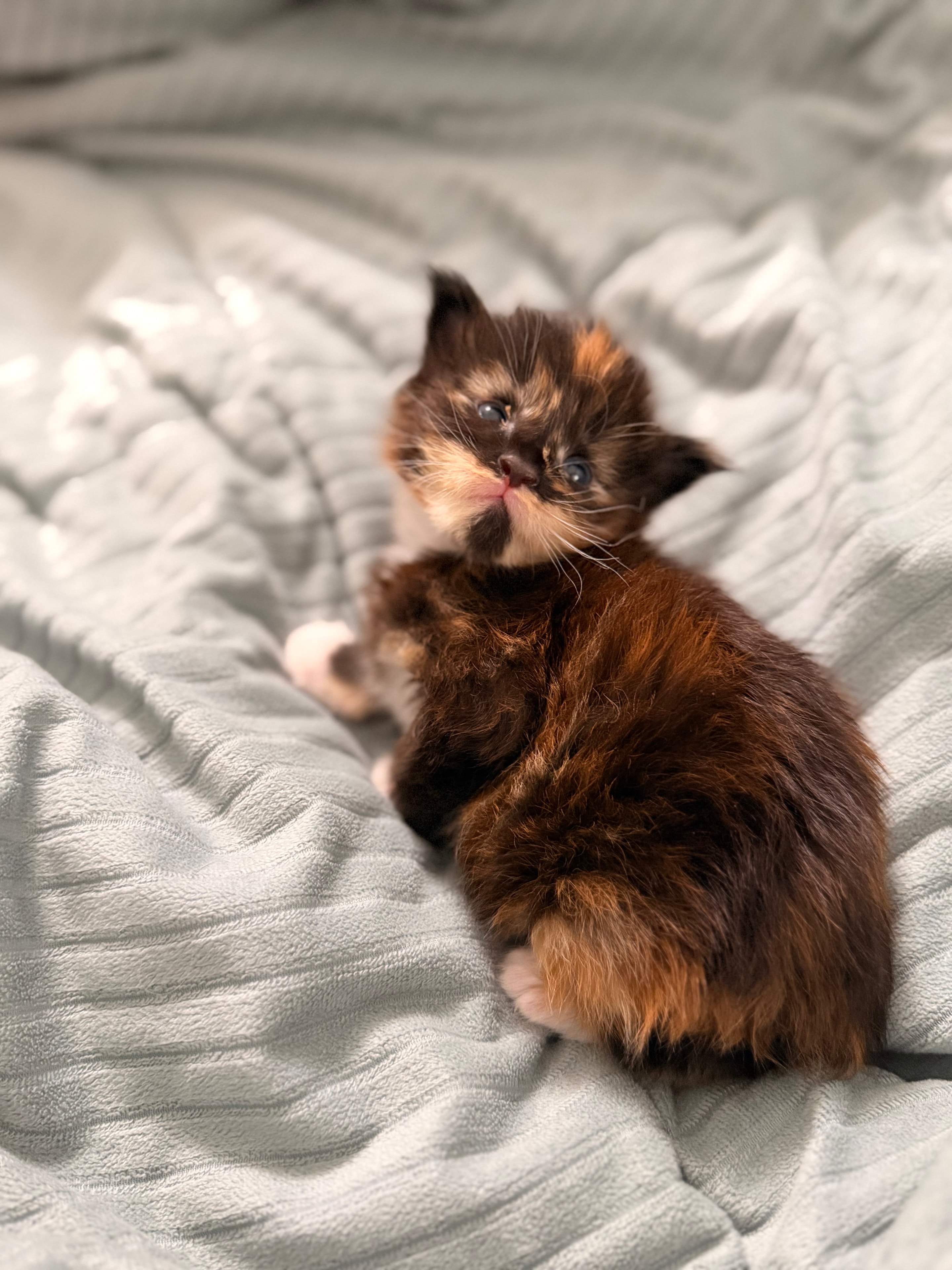 Delilah – European Maine Coon kitten from Dashing Coons