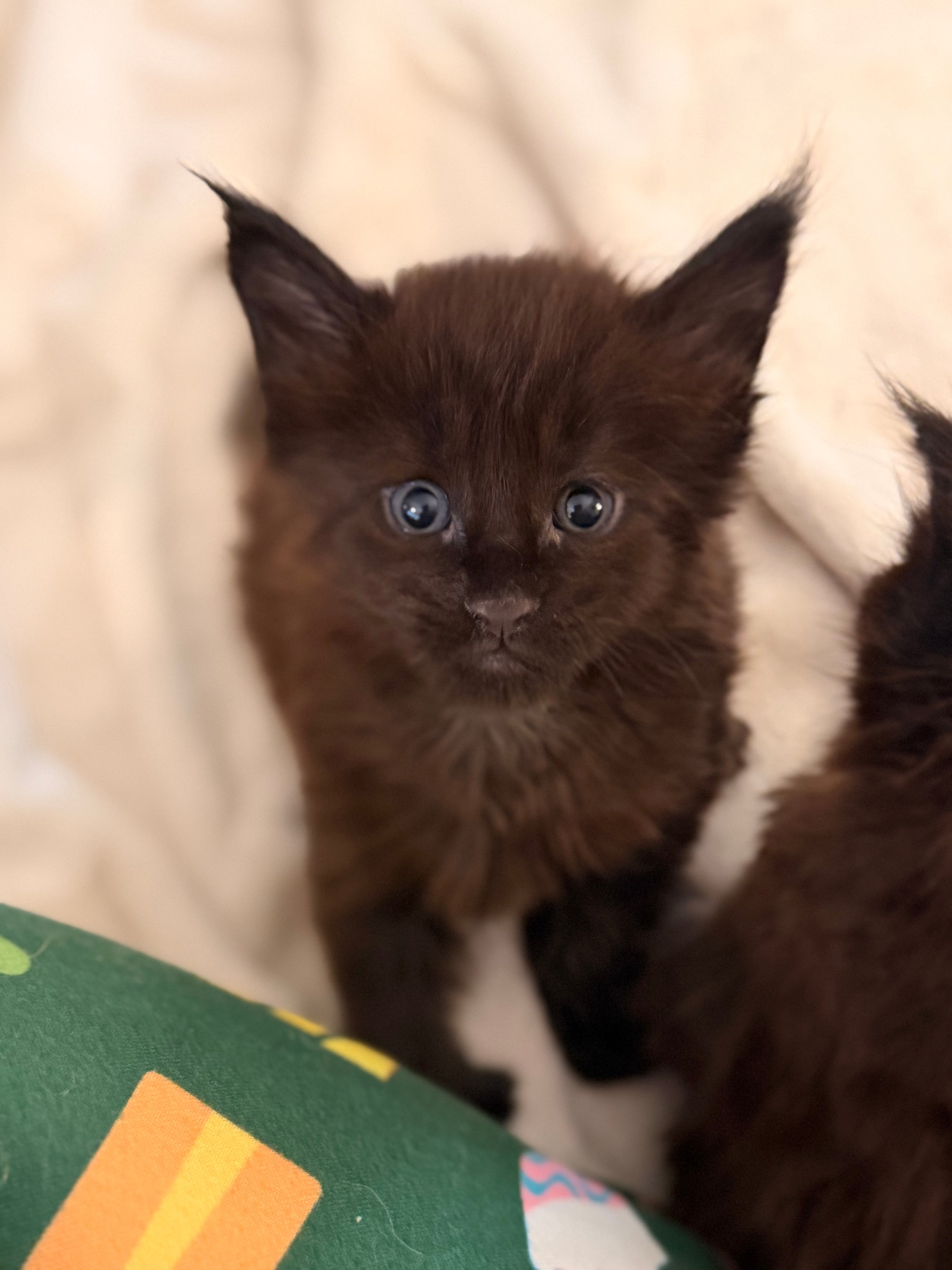 Goliath – European Maine Coon kitten from Dashing Coons