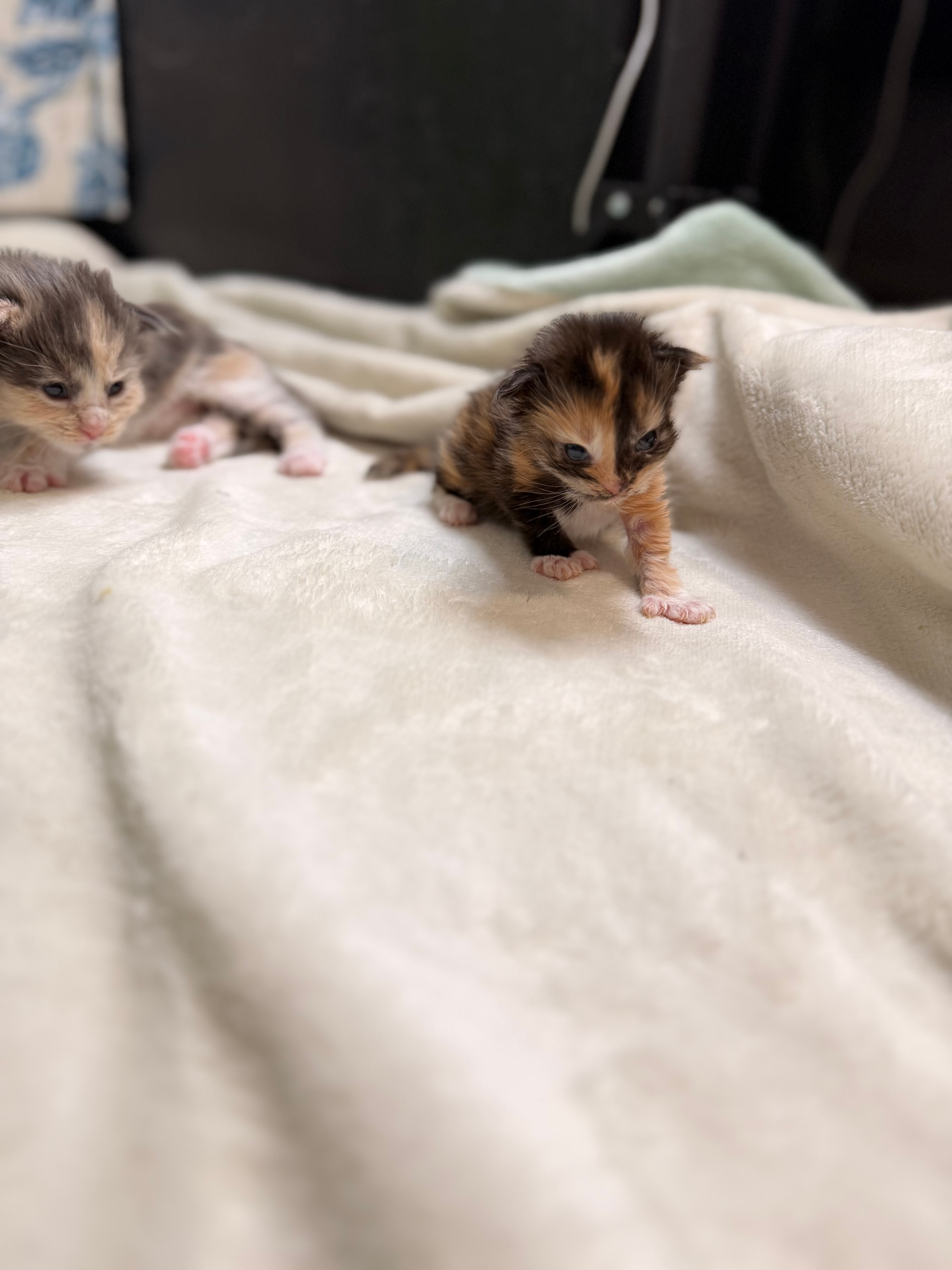Dobby calico polydactyl Maine Coon kitten photo 4