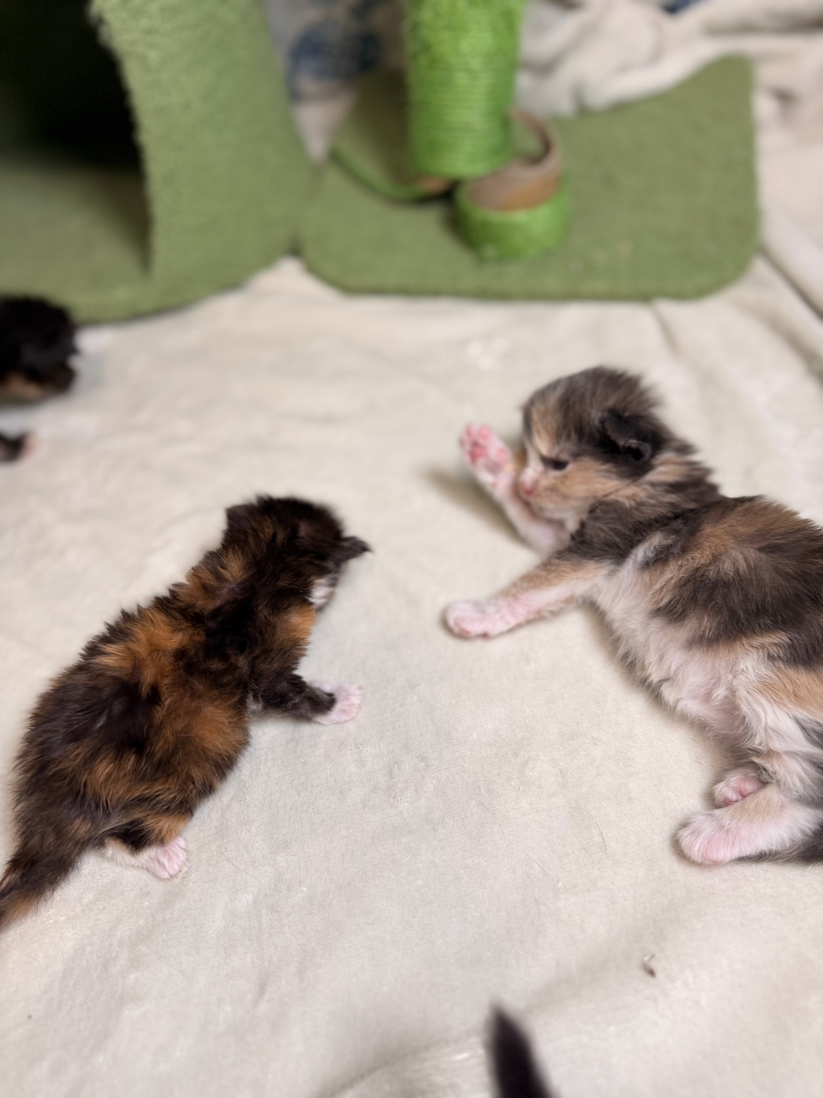 Dobby calico polydactyl Maine Coon kitten photo 5
