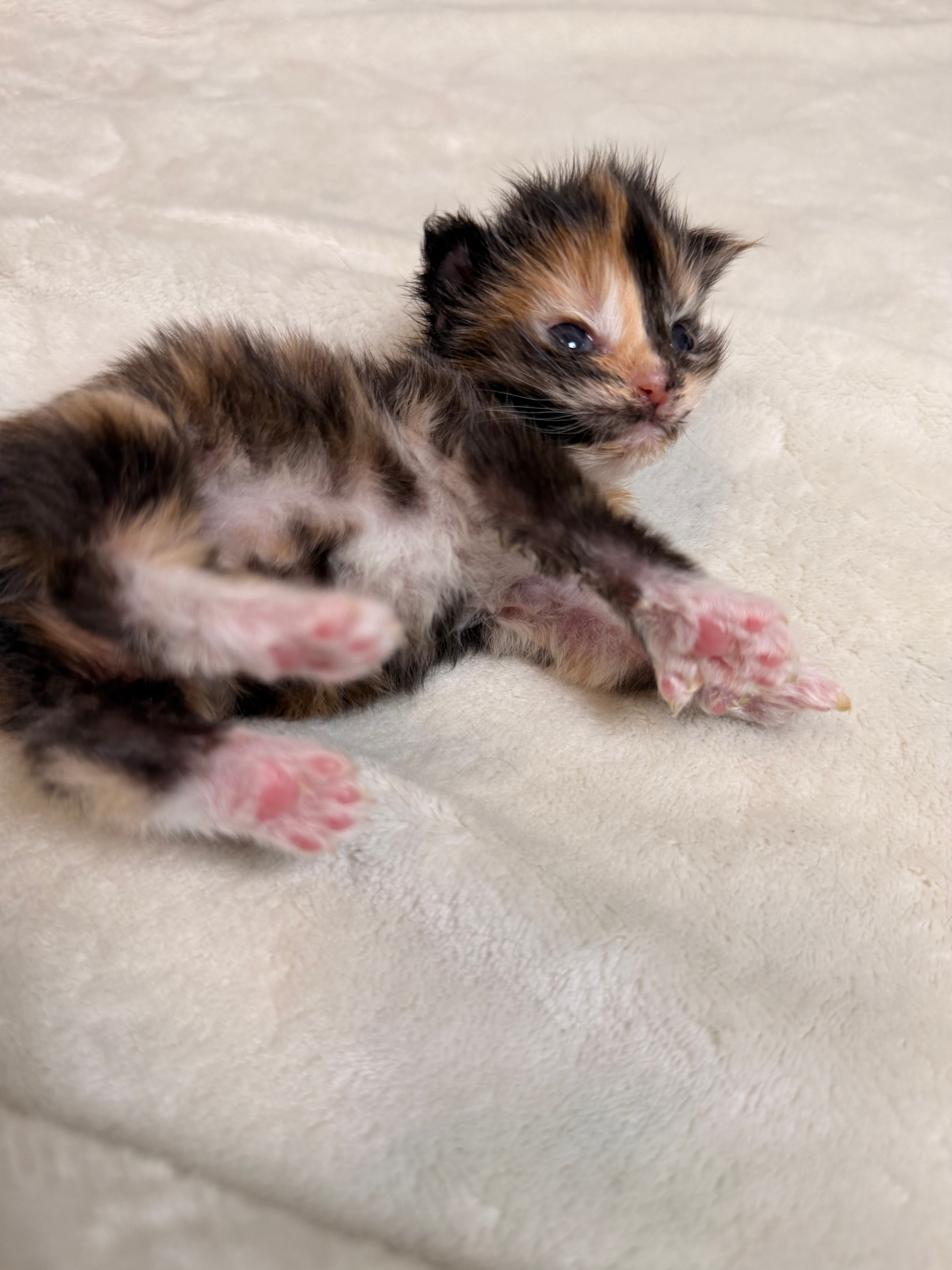 Dobby — calico polydactyl Maine Coon kitten from Dashing Coons Harry Potter Litter