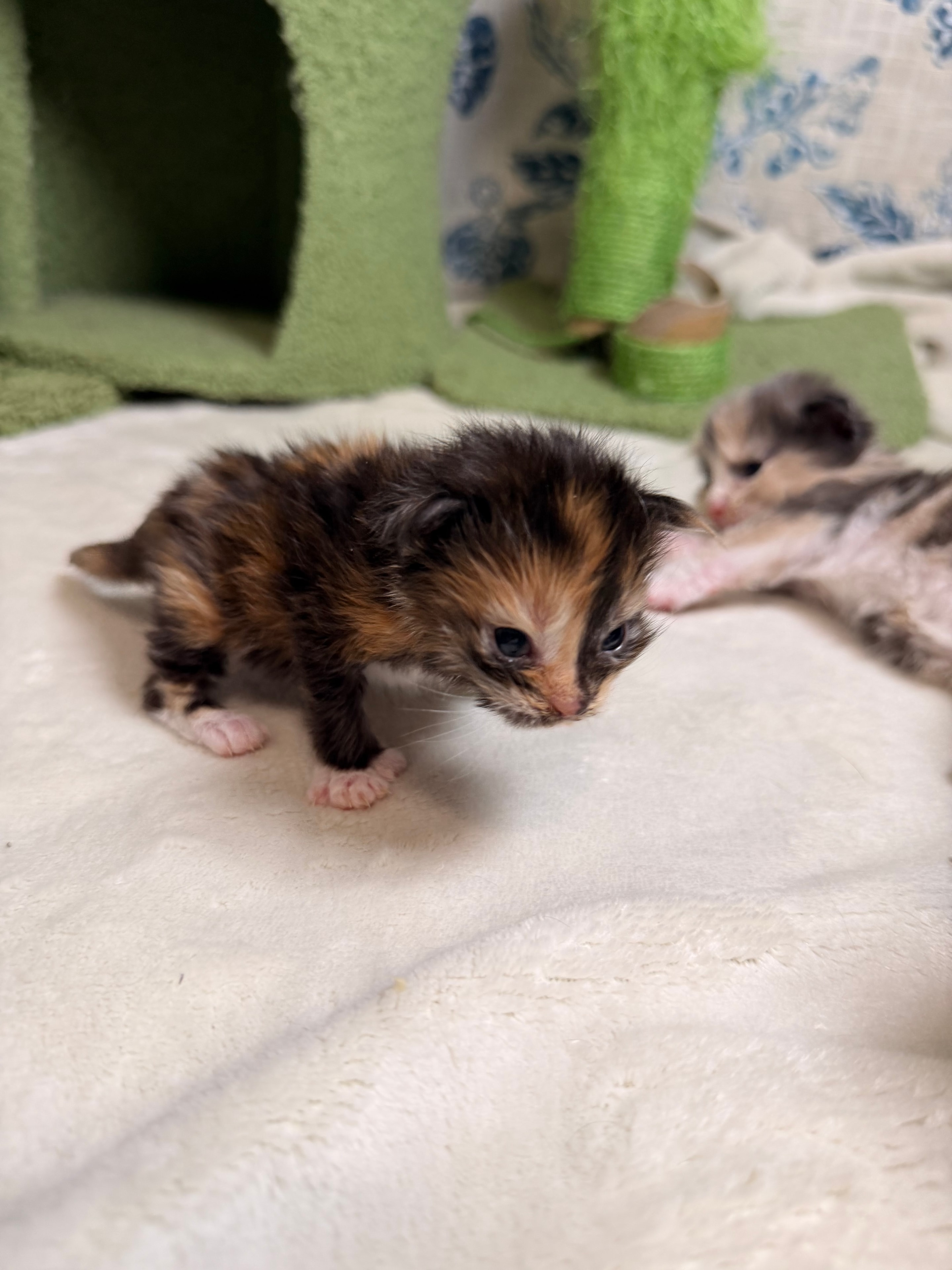 Dobby calico polydactyl Maine Coon kitten photo 6