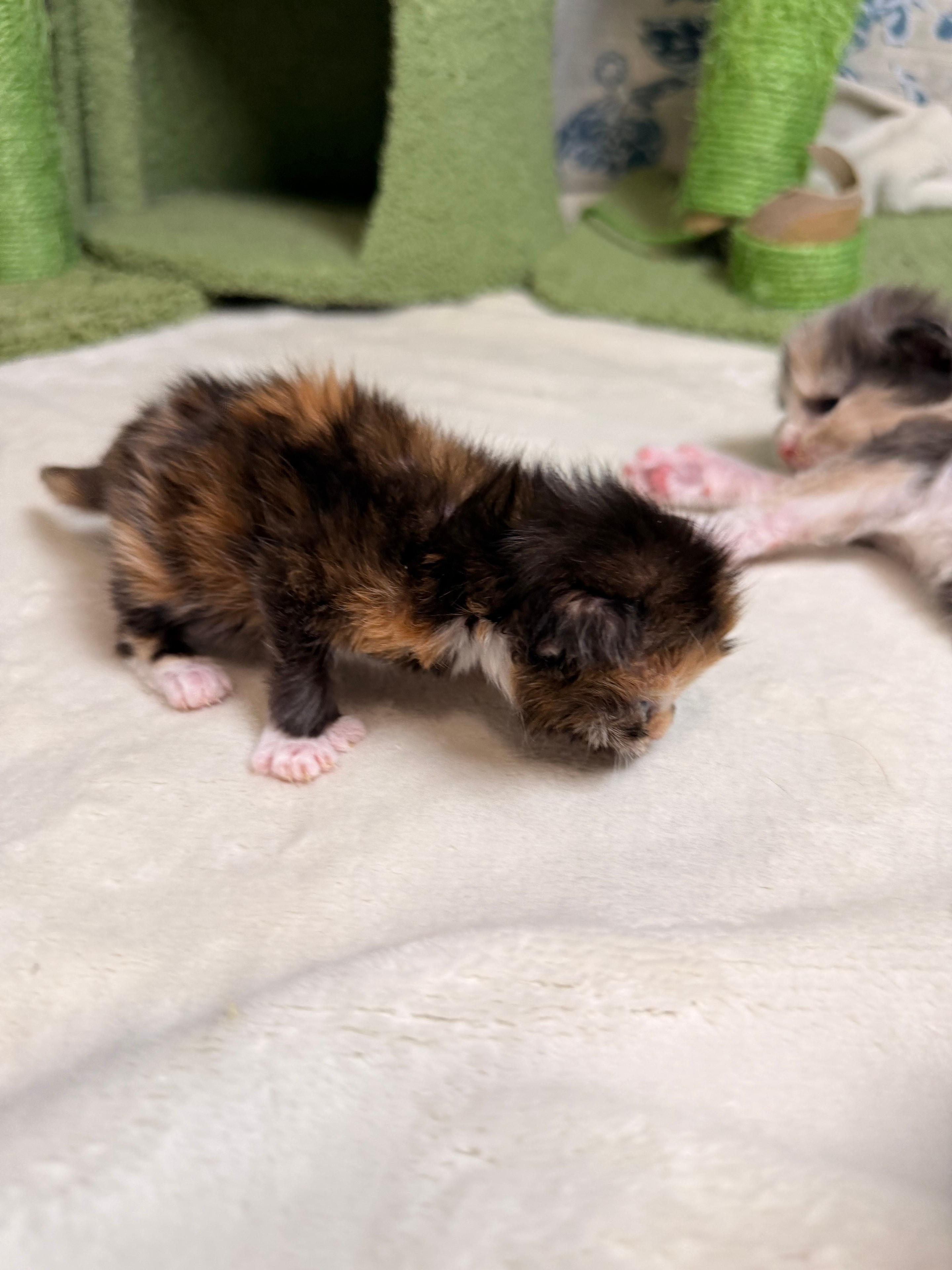 Dobby calico polydactyl Maine Coon kitten photo 2