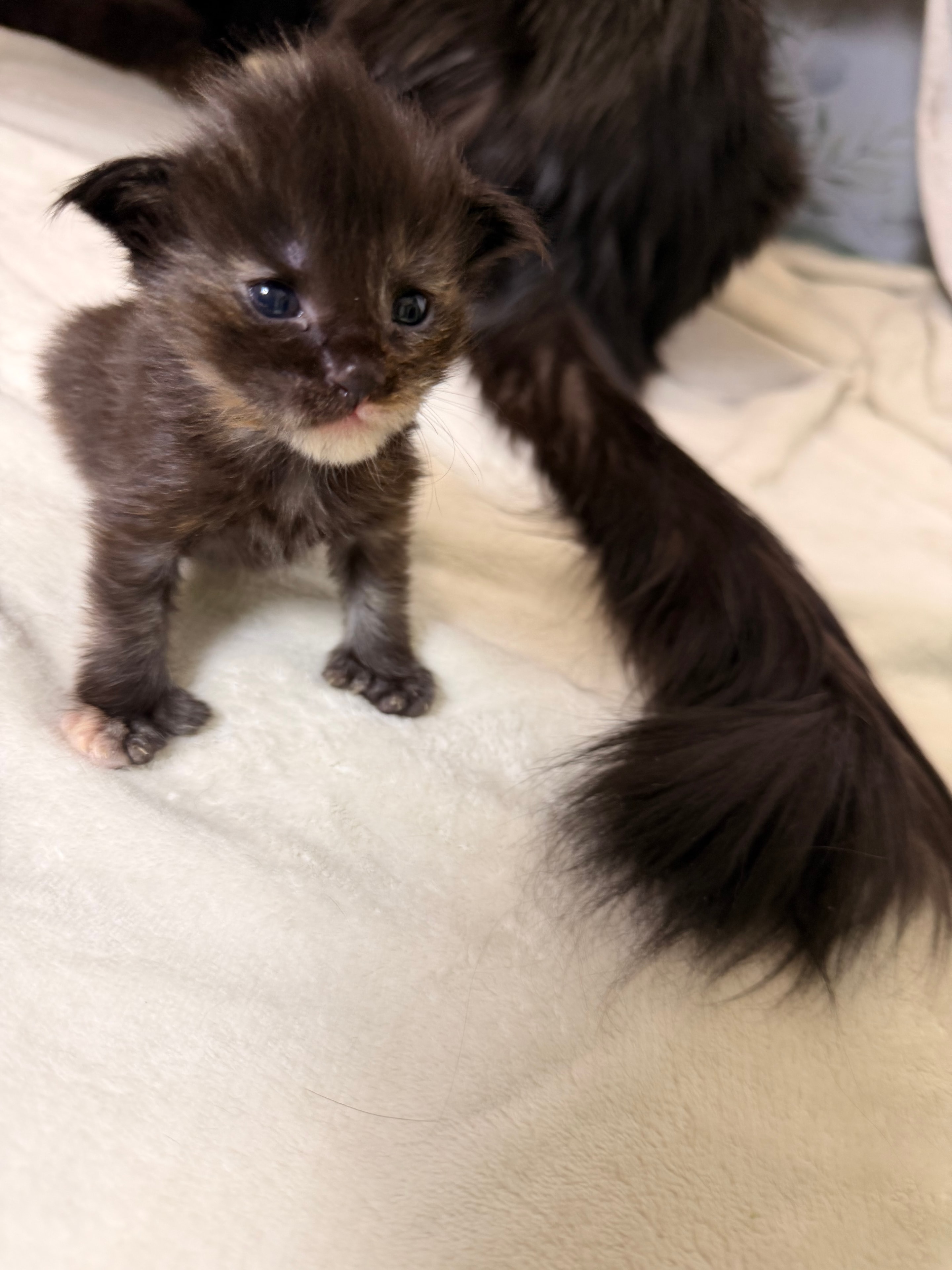 Luna tortie polydactyl Maine Coon kitten photo 4