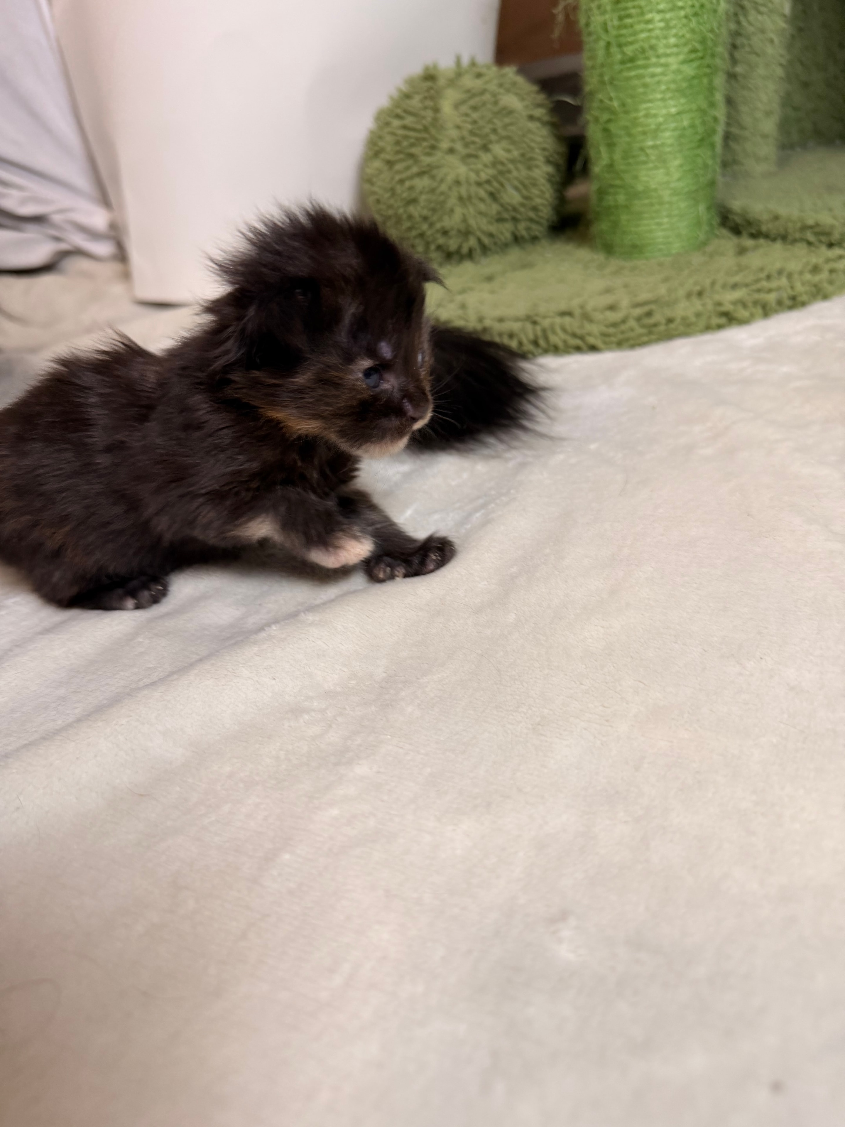 Luna — tortie polydactyl Maine Coon kitten from Dashing Coons Harry Potter Litter