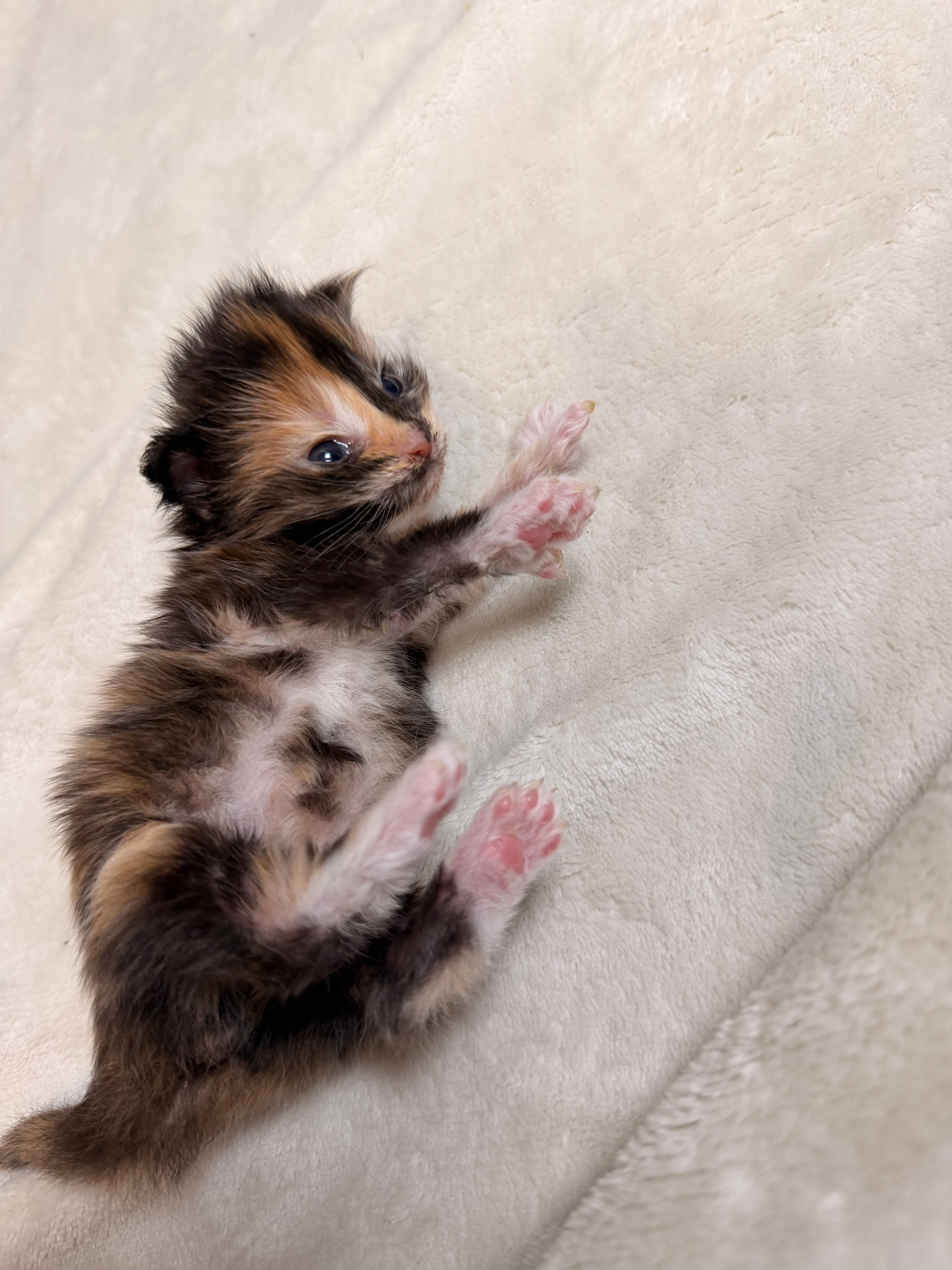 Luna tortie polydactyl Maine Coon kitten photo 6