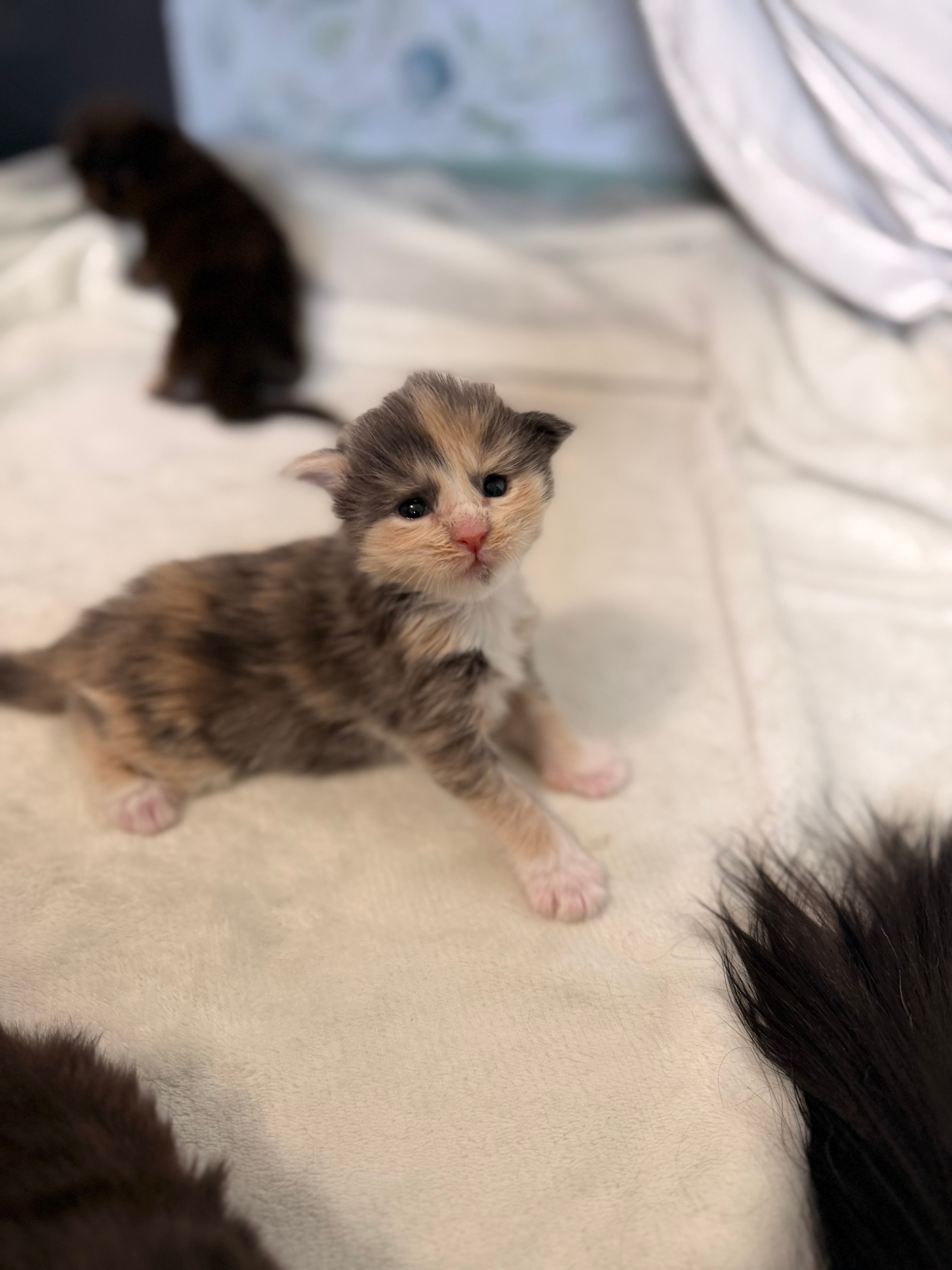 Minerva McGonagall — blue tortie dilute Maine Coon kitten from Dashing Coons Harry Potter Litter
