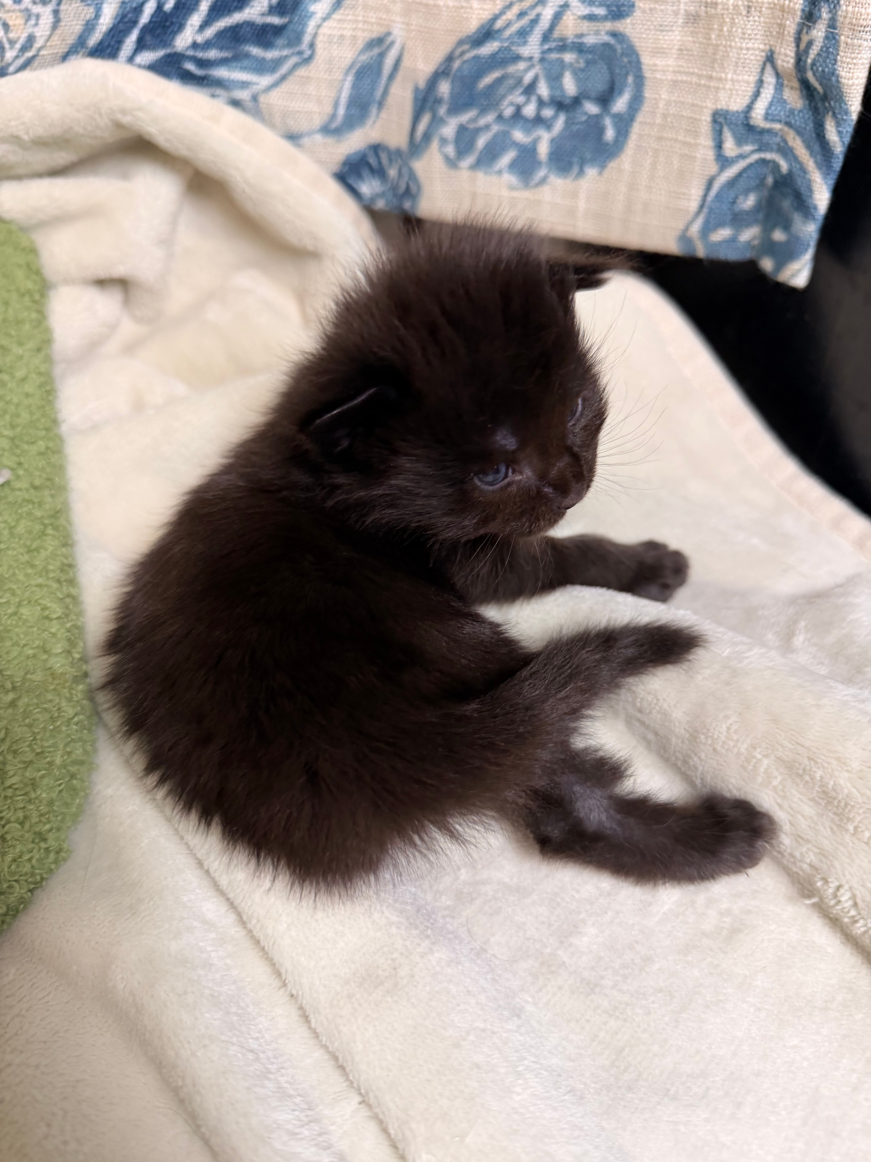 Severus black smoke Maine Coon kitten photo 3
