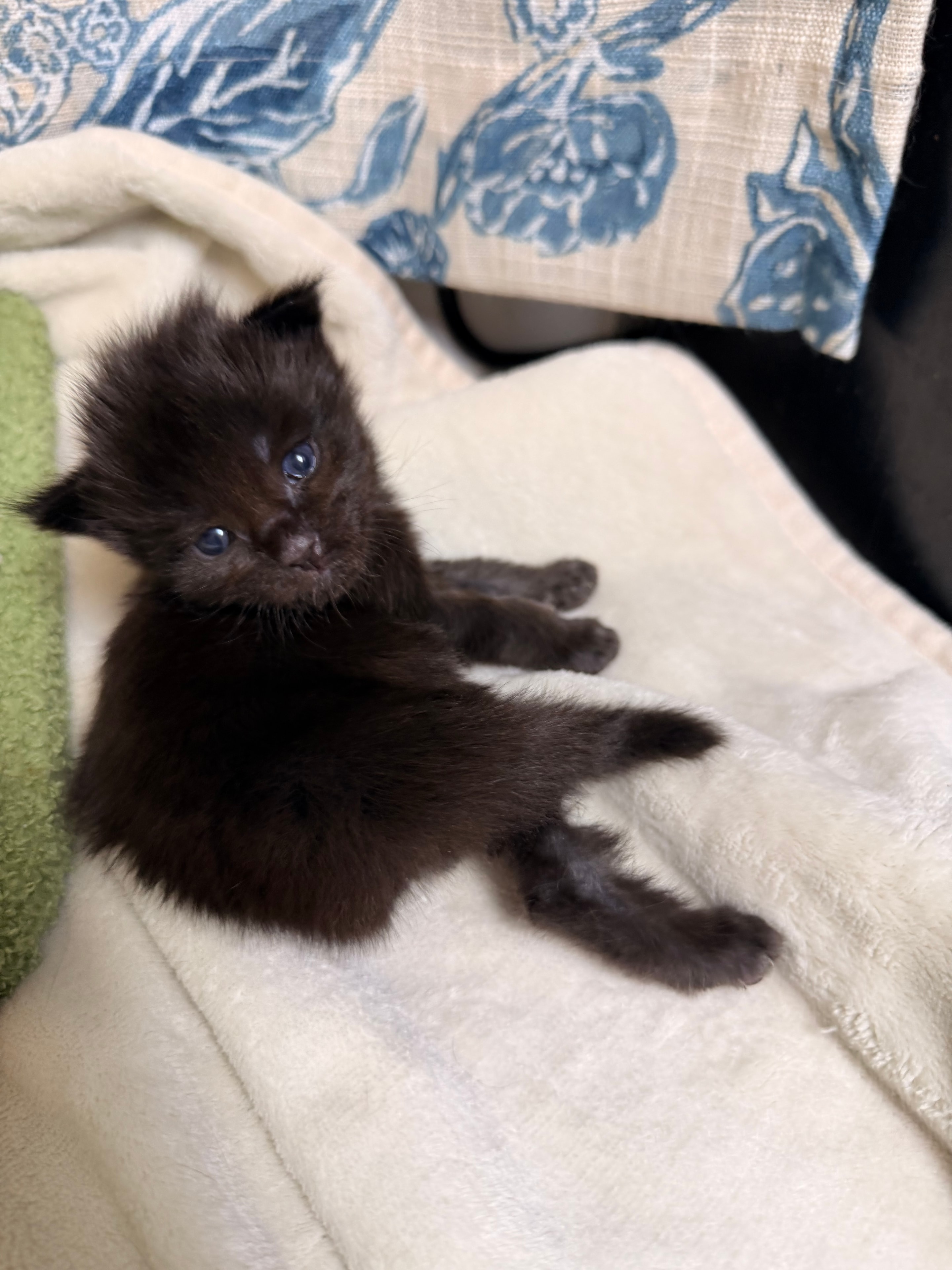 Severus — black smoke Maine Coon kitten from Dashing Coons Harry Potter Litter