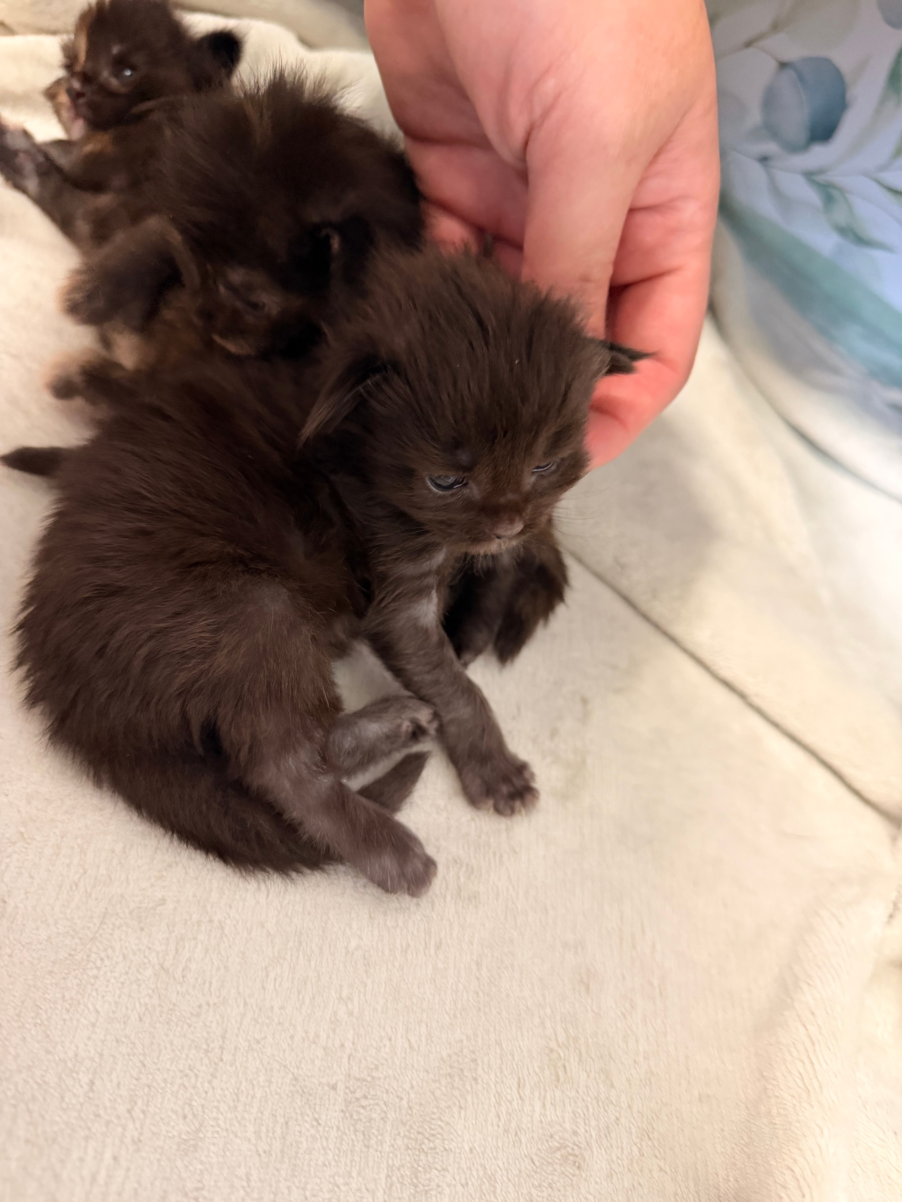 Sirius — black smoke Maine Coon kitten from Dashing Coons Harry Potter Litter
