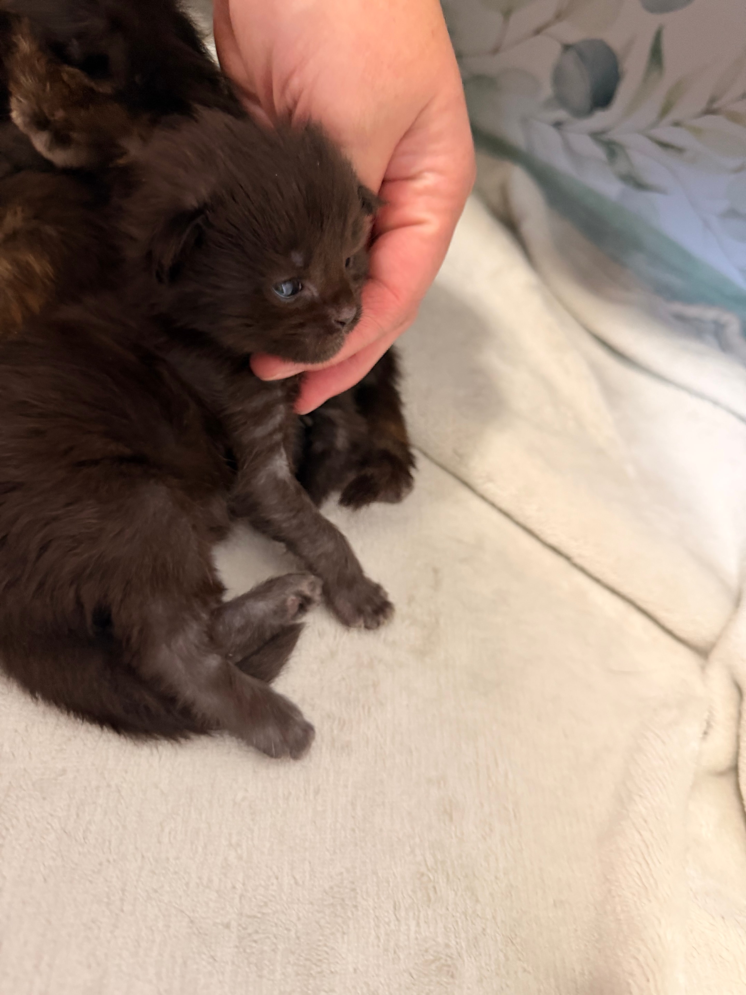 Sirius black smoke Maine Coon kitten photo 4