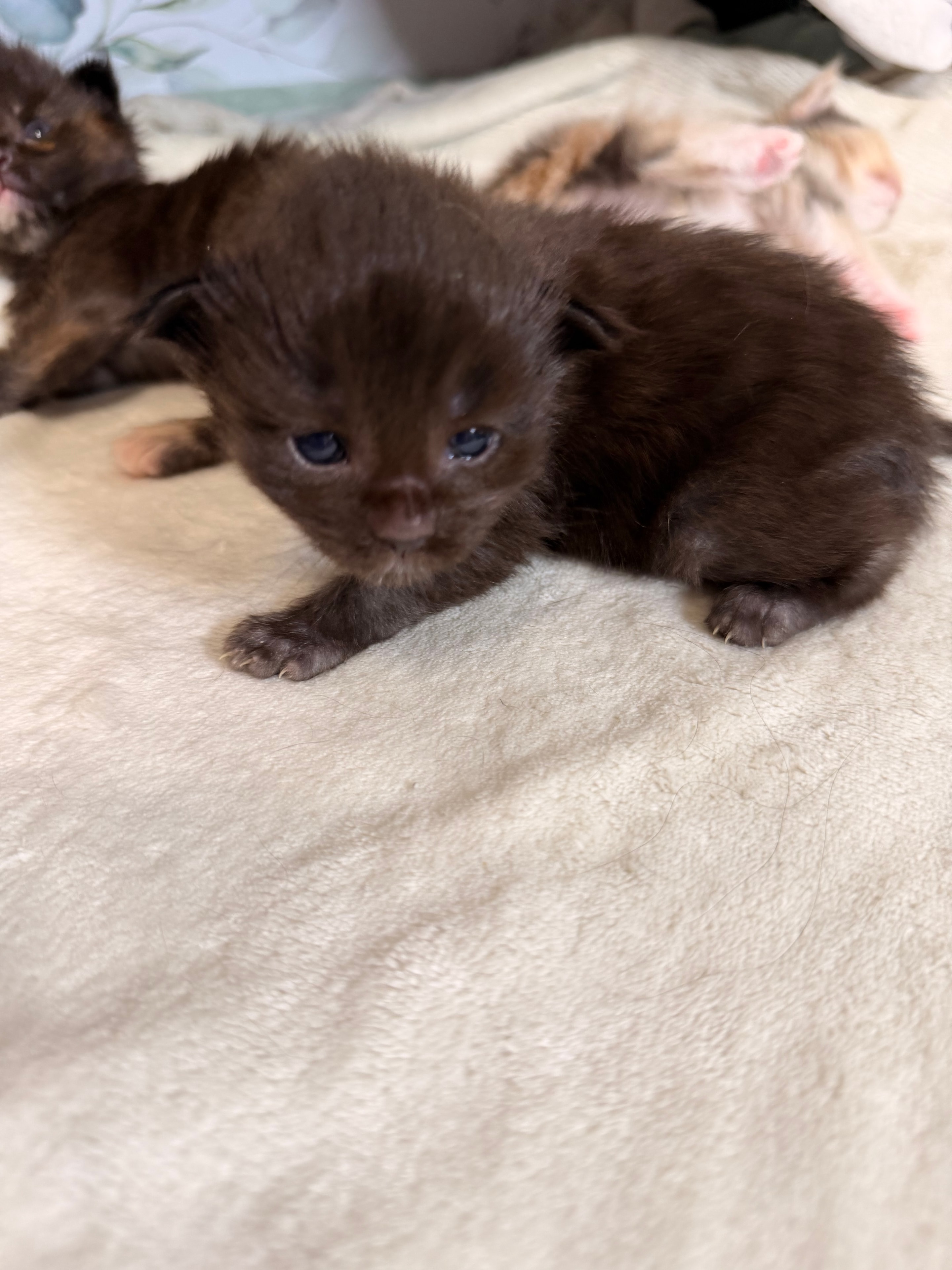 Sirius black smoke Maine Coon kitten photo 2
