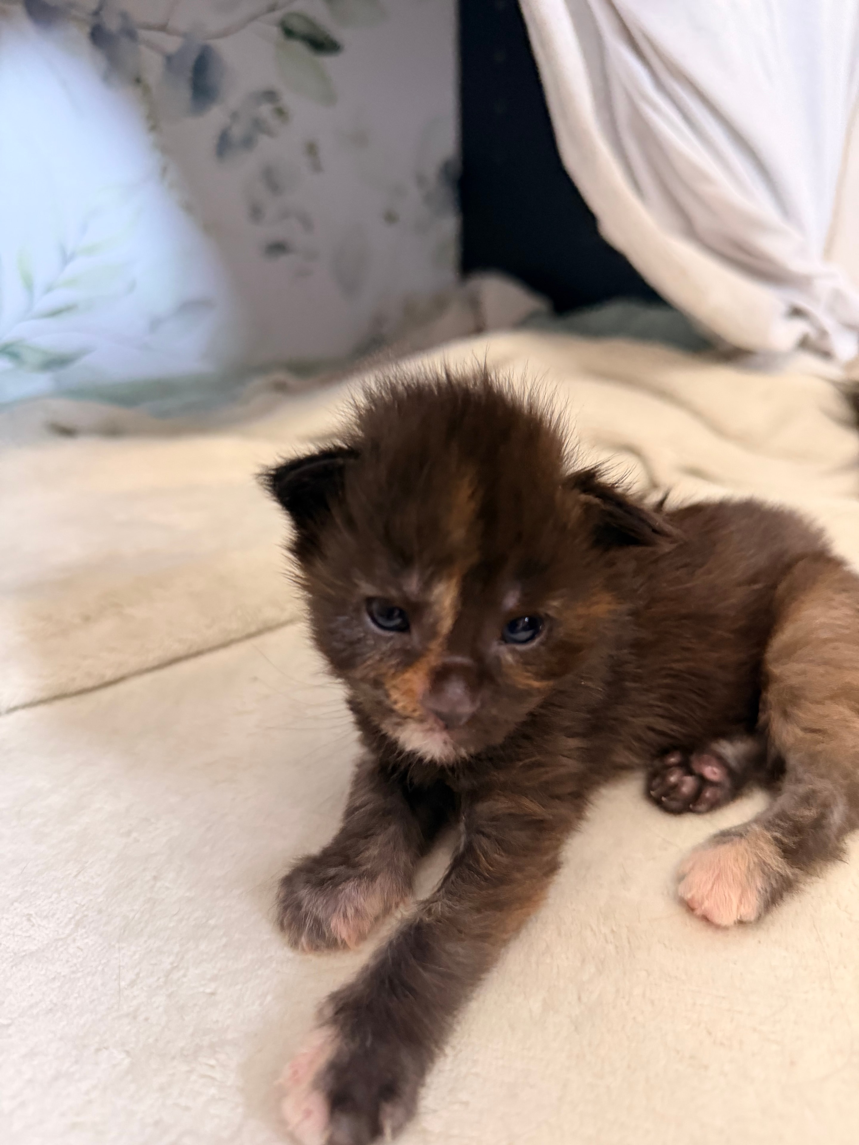 Nymphadora Tonks — tortie Maine Coon kitten from Dashing Coons Harry Potter Litter