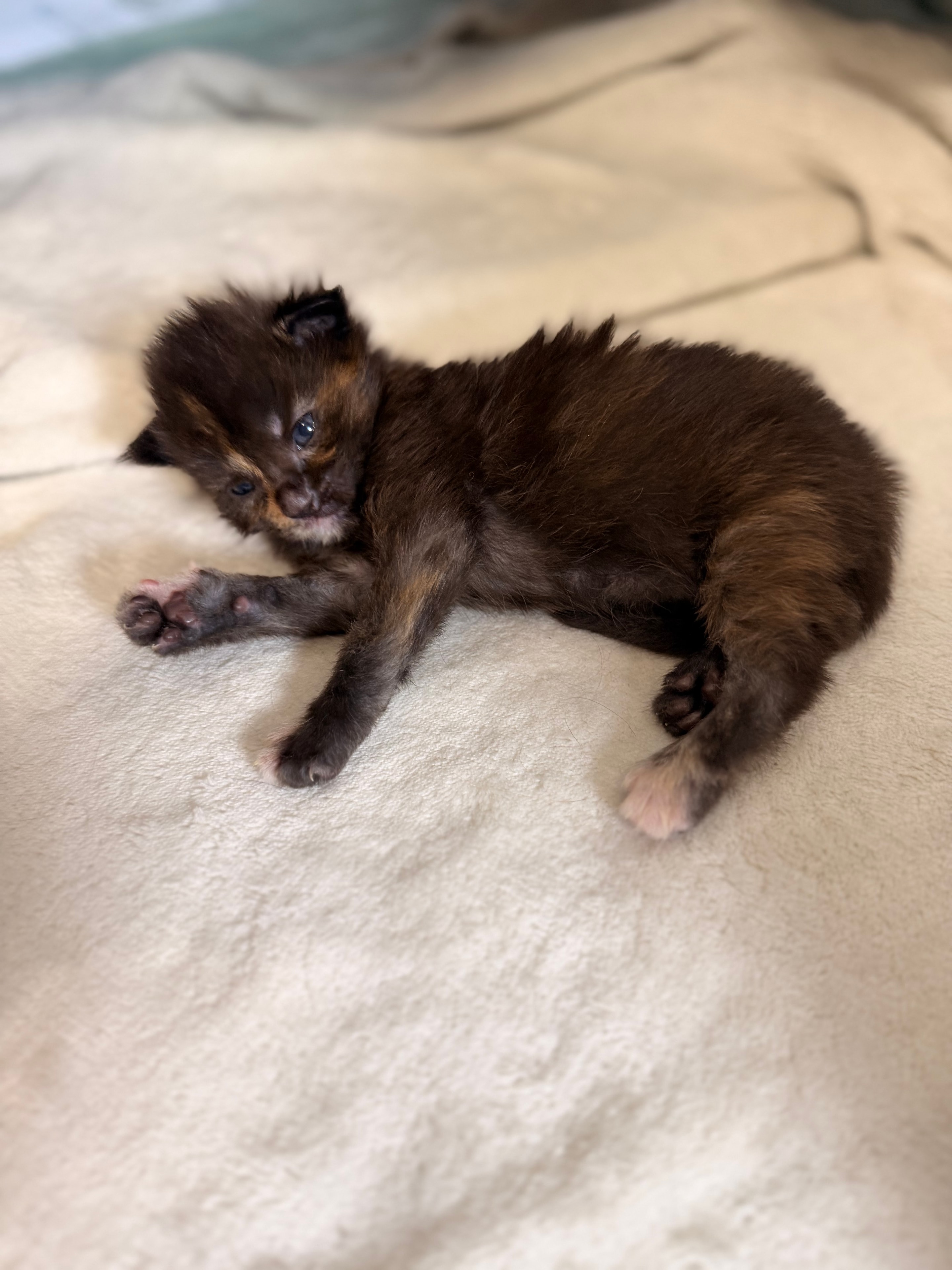 Nymphadora Tonks calico Maine Coon kitten photo 2