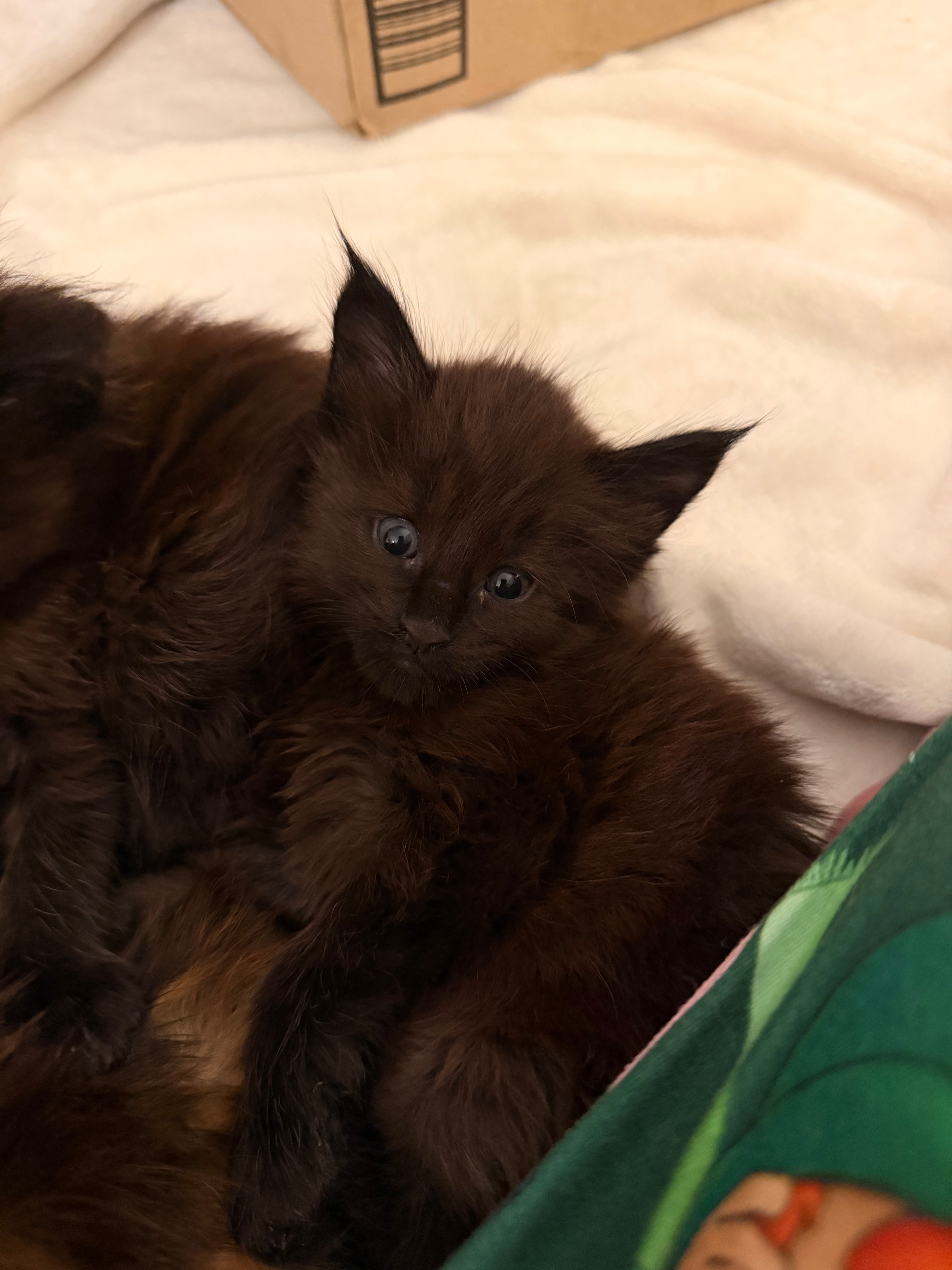 Magnus – European Maine Coon kitten from Dashing Coons