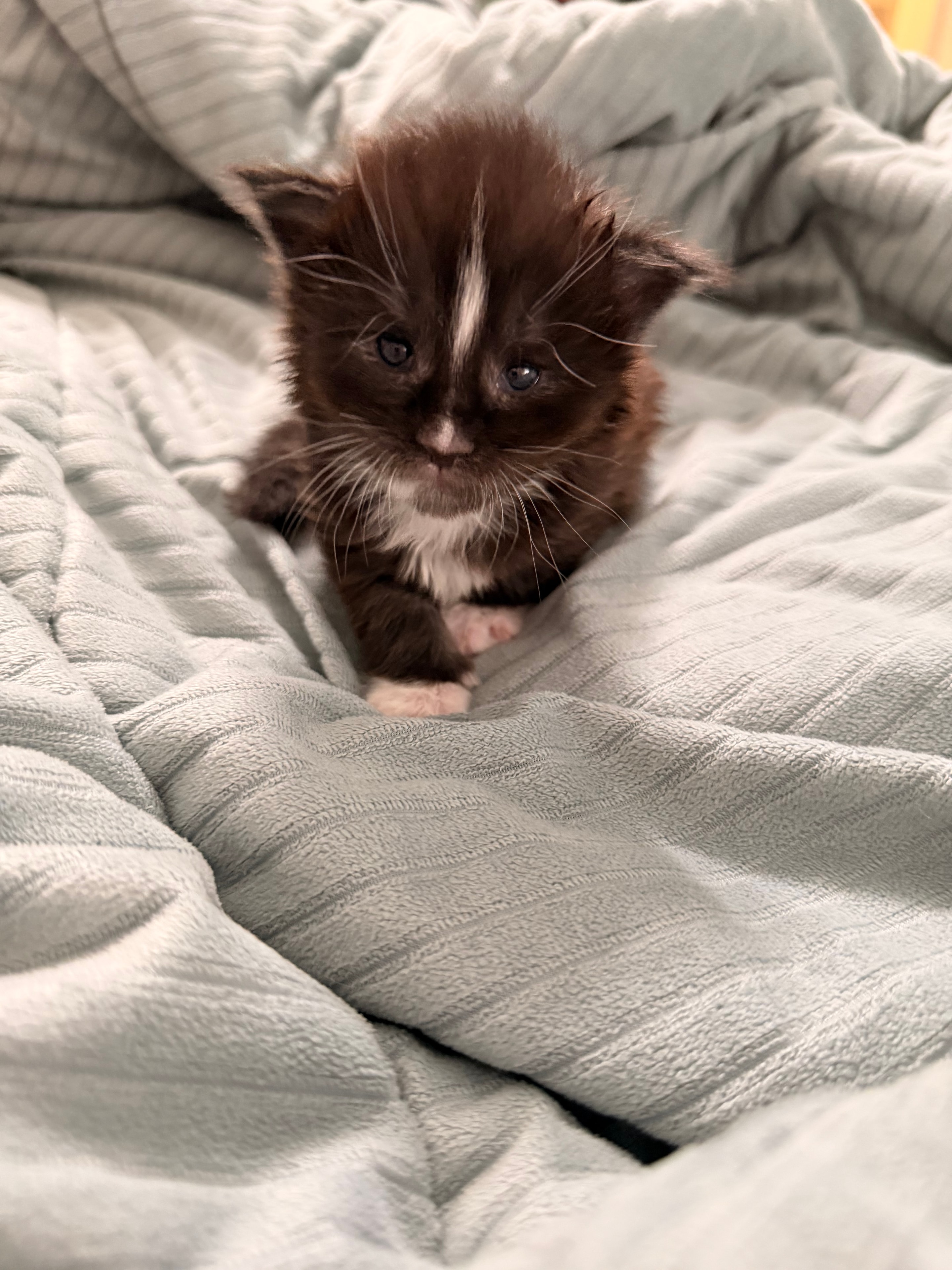 Samson – European Maine Coon kitten from Dashing Coons