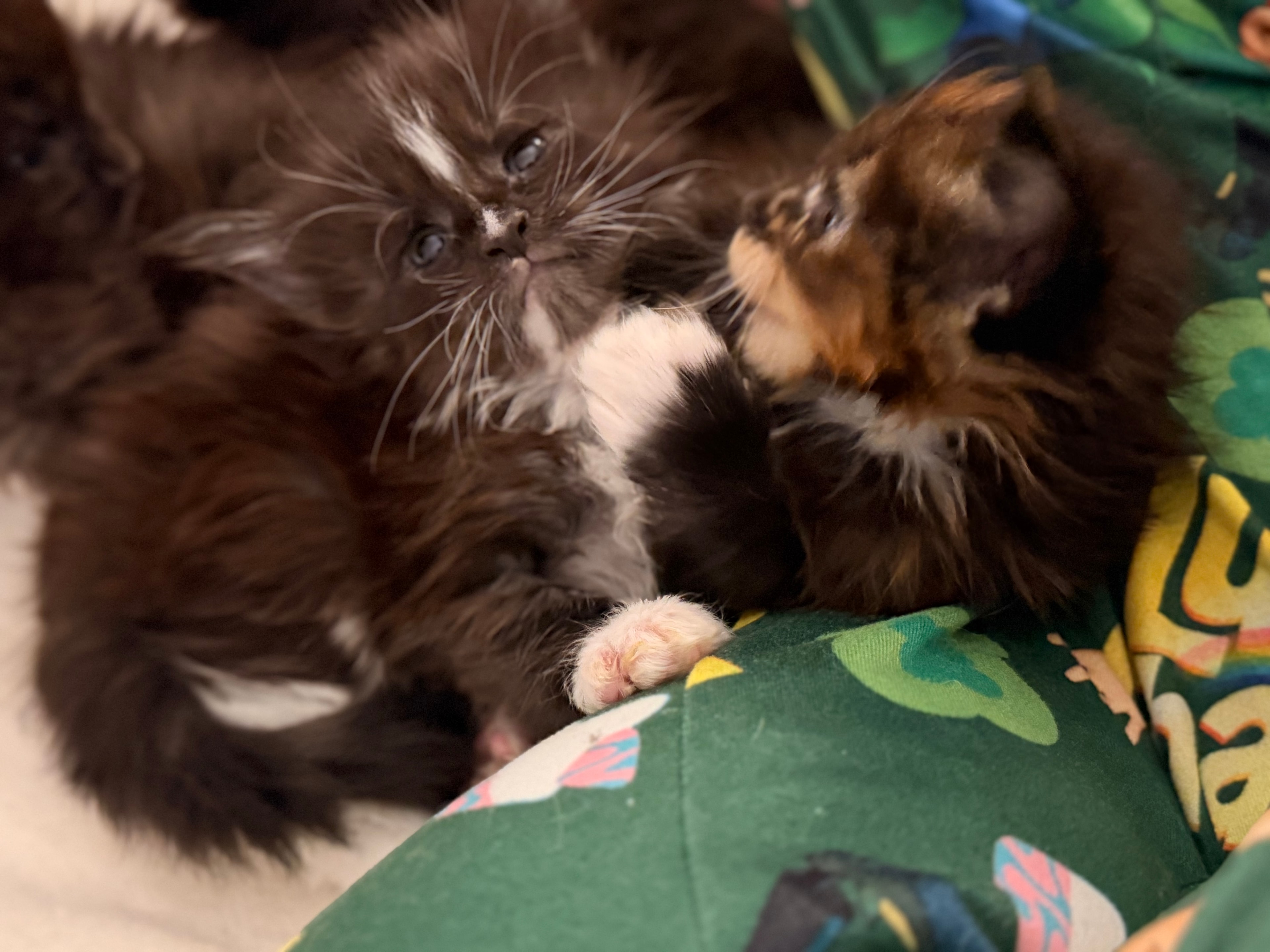 Samson – European Maine Coon kitten from Dashing Coons