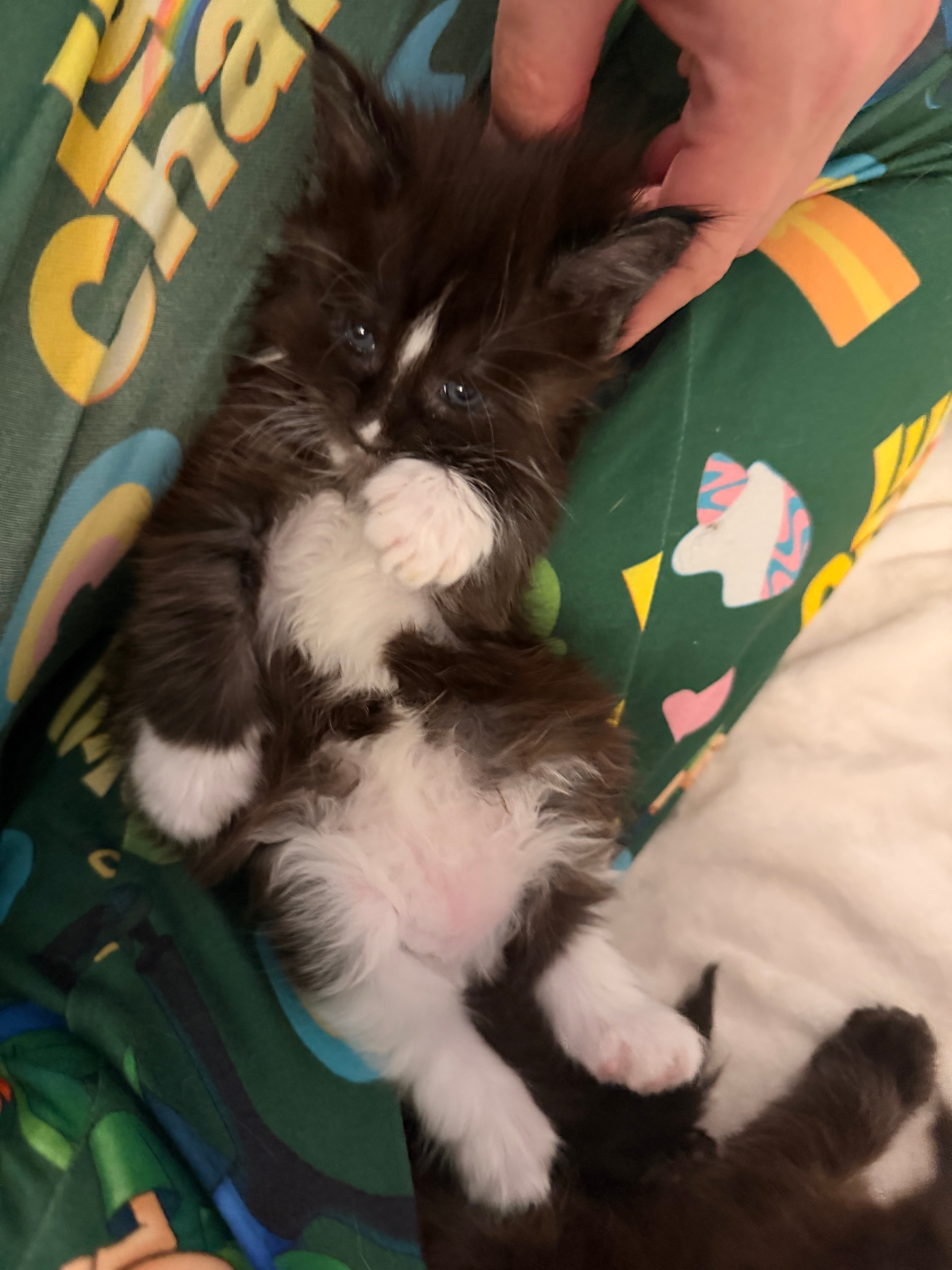 Samson – European Maine Coon kitten from Dashing Coons