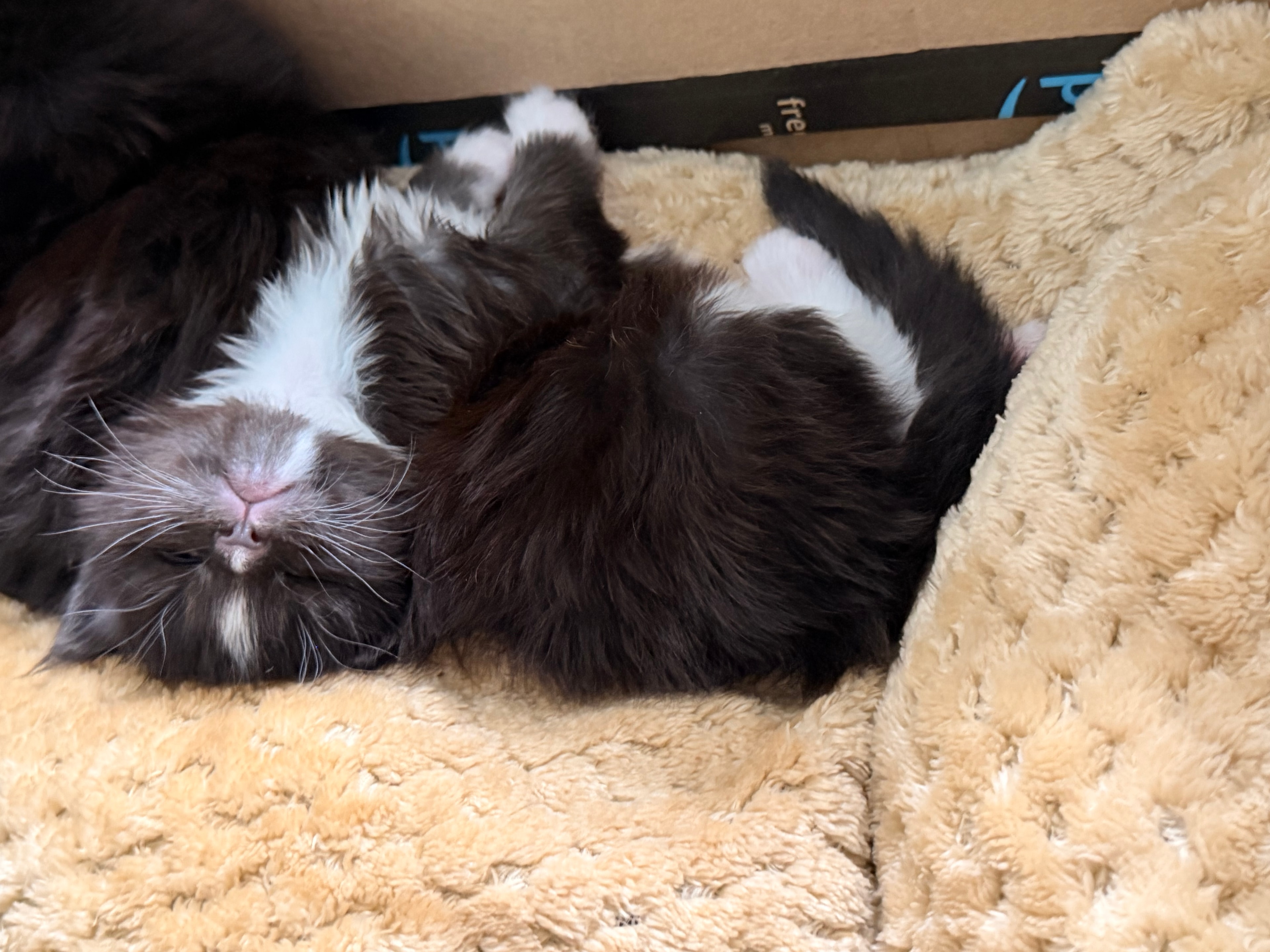 Samson – European Maine Coon kitten from Dashing Coons