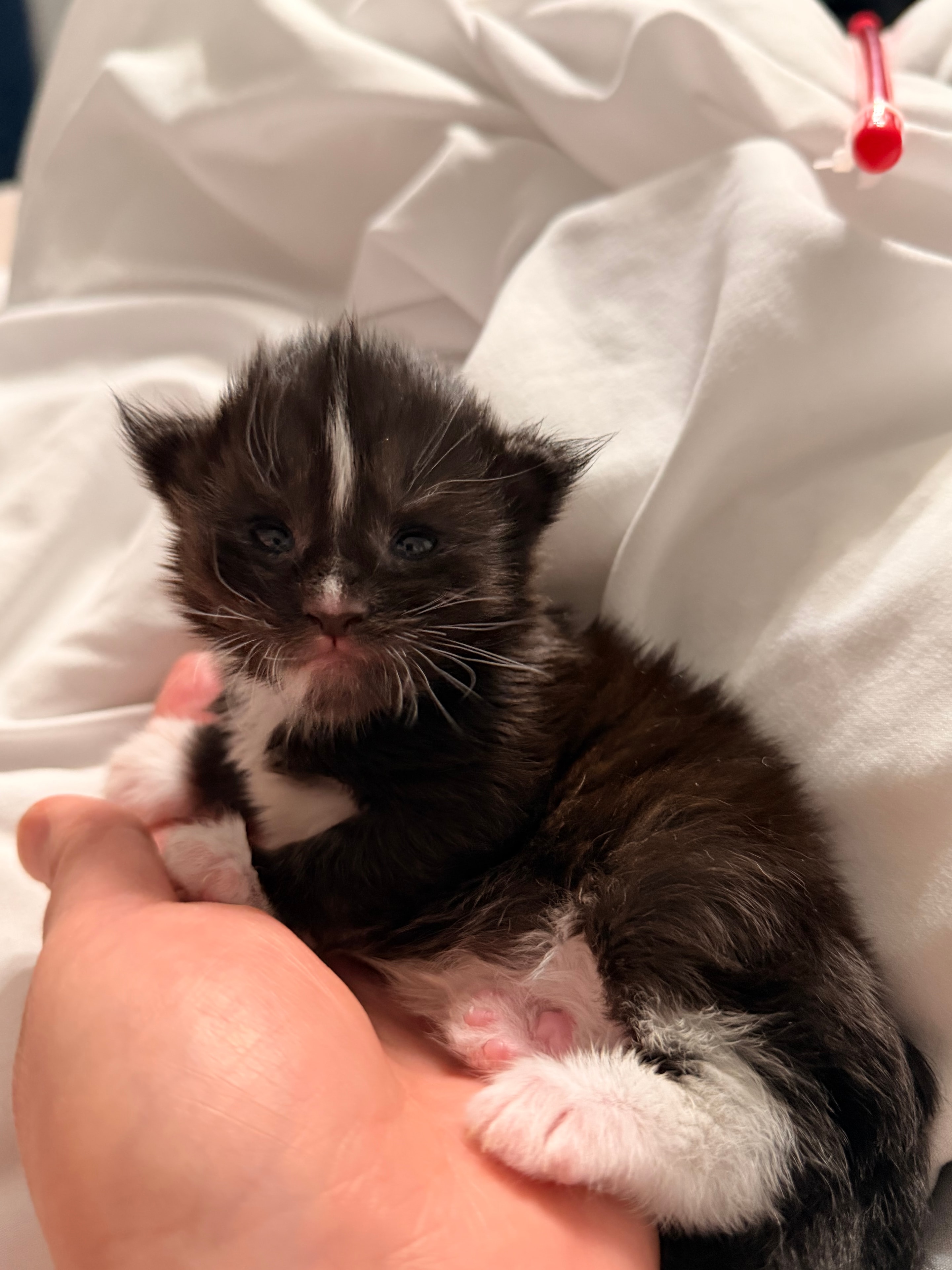 Samson – European Maine Coon kitten from Dashing Coons