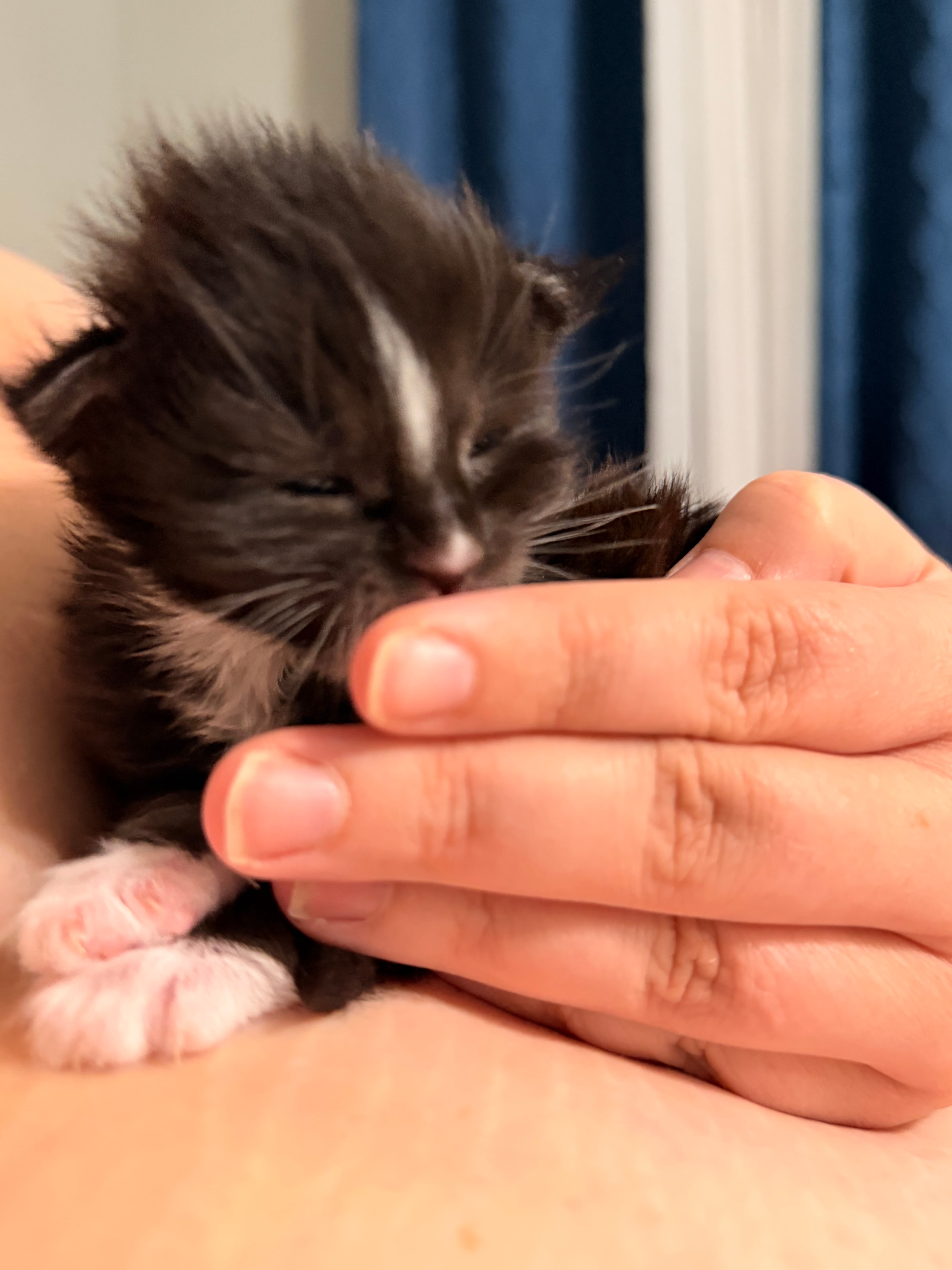 Samson – European Maine Coon kitten from Dashing Coons
