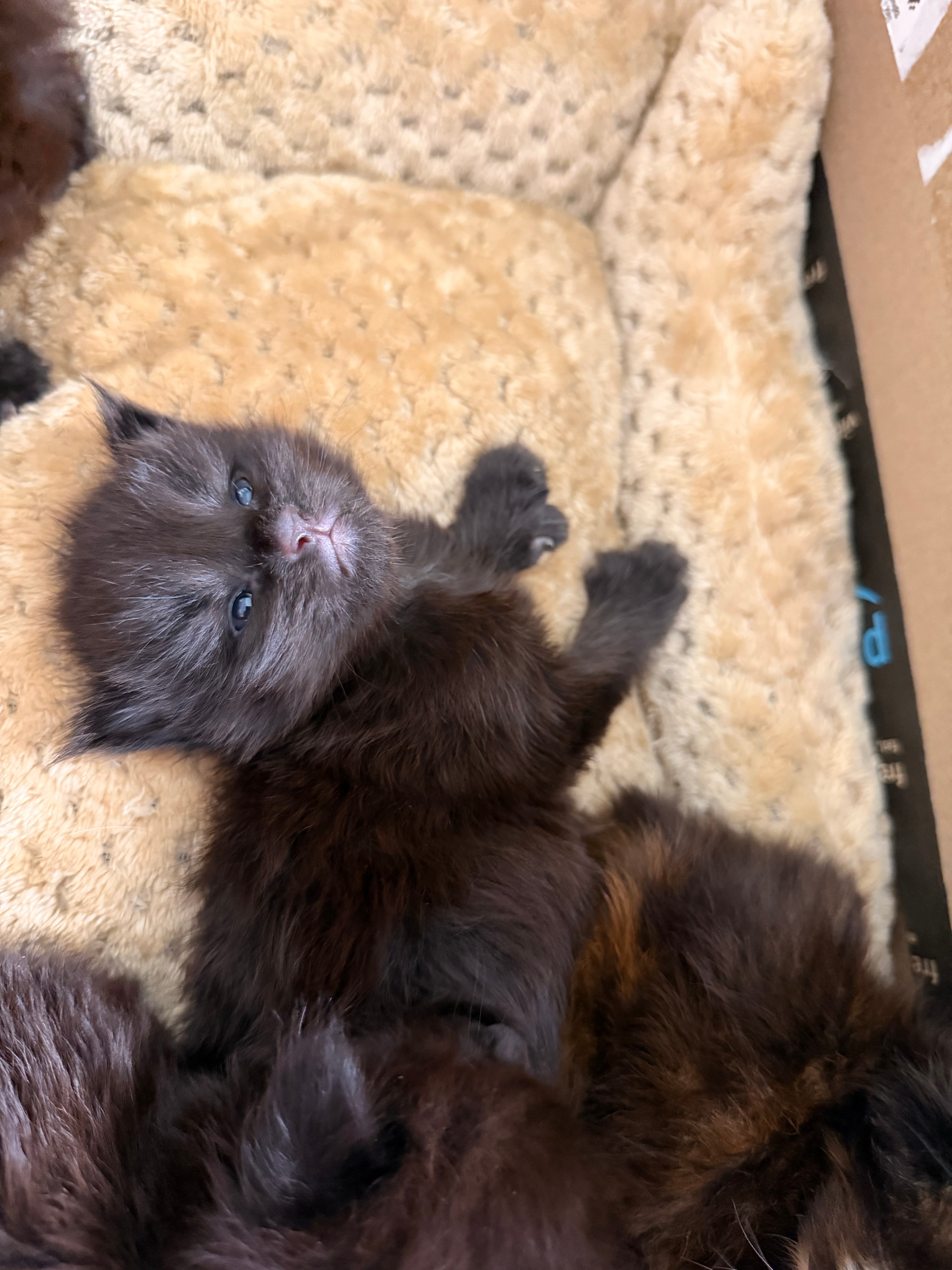 Titus – European Maine Coon kitten from Dashing Coons