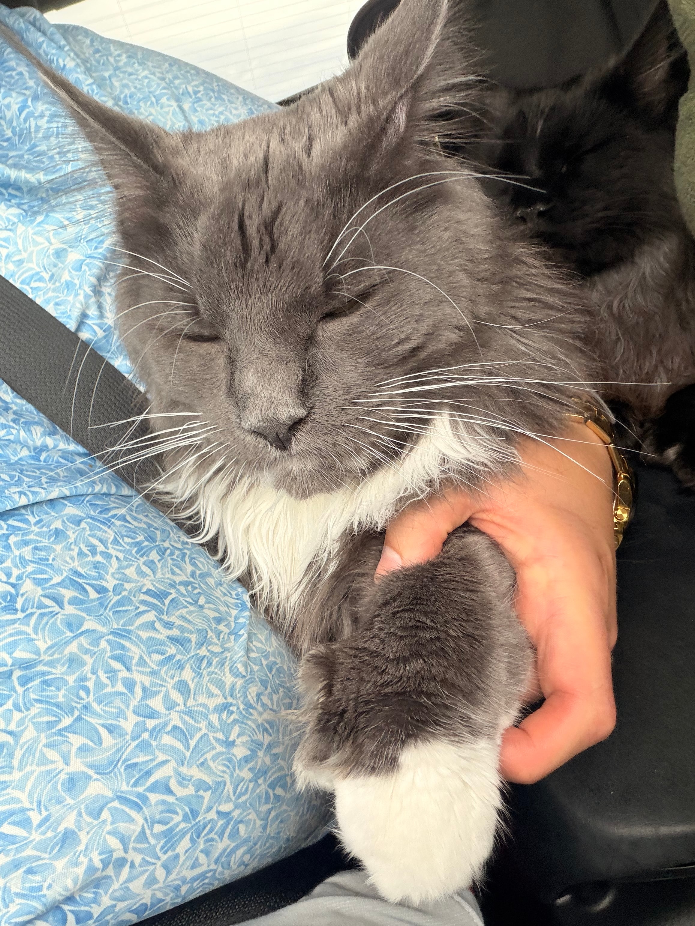 Frank Sinatra – European Maine Coon kitten from Dashing Coons