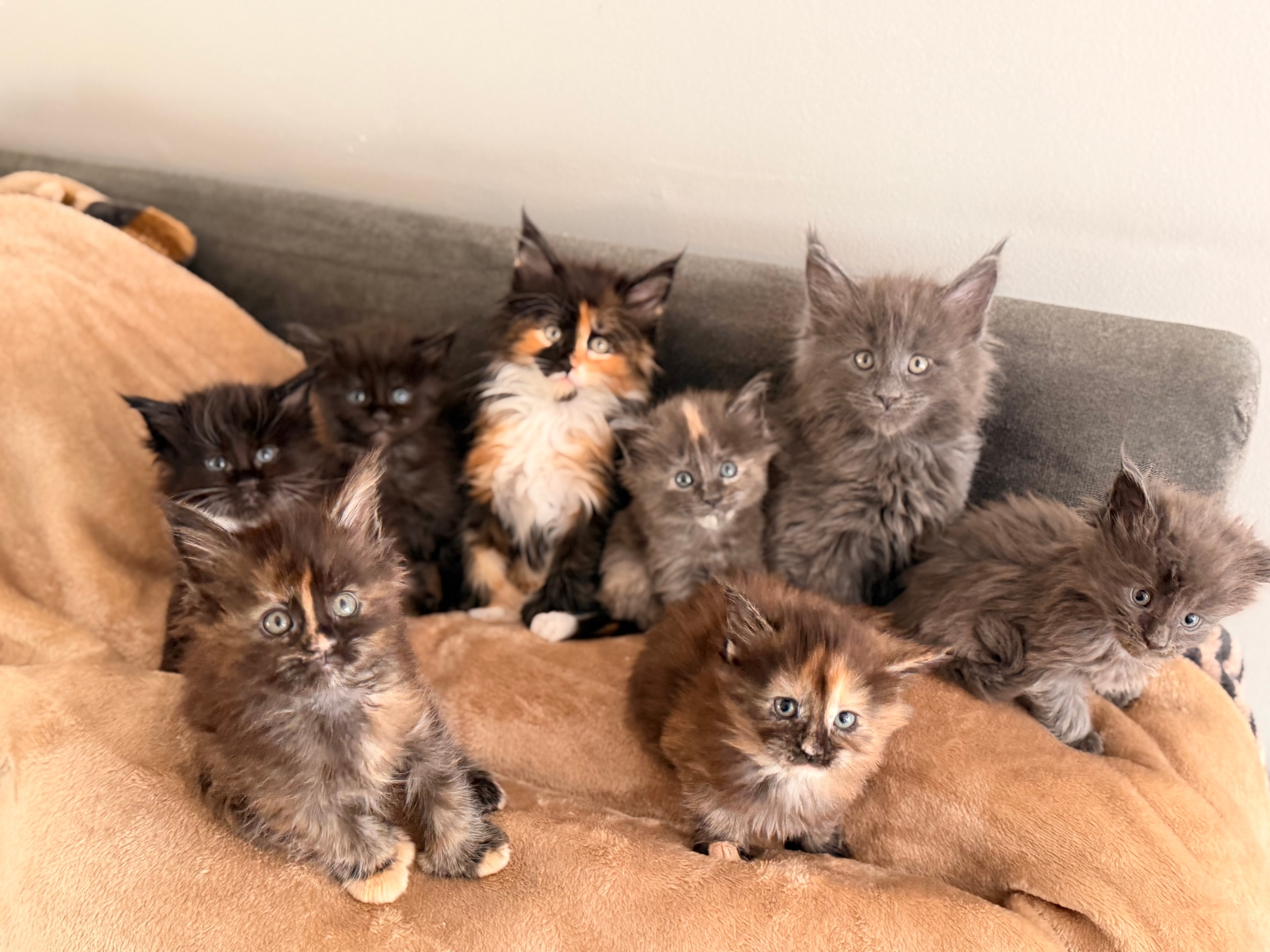Born of Legends litter – Dashing Coons European Maine Coon kittens Southern Illinois