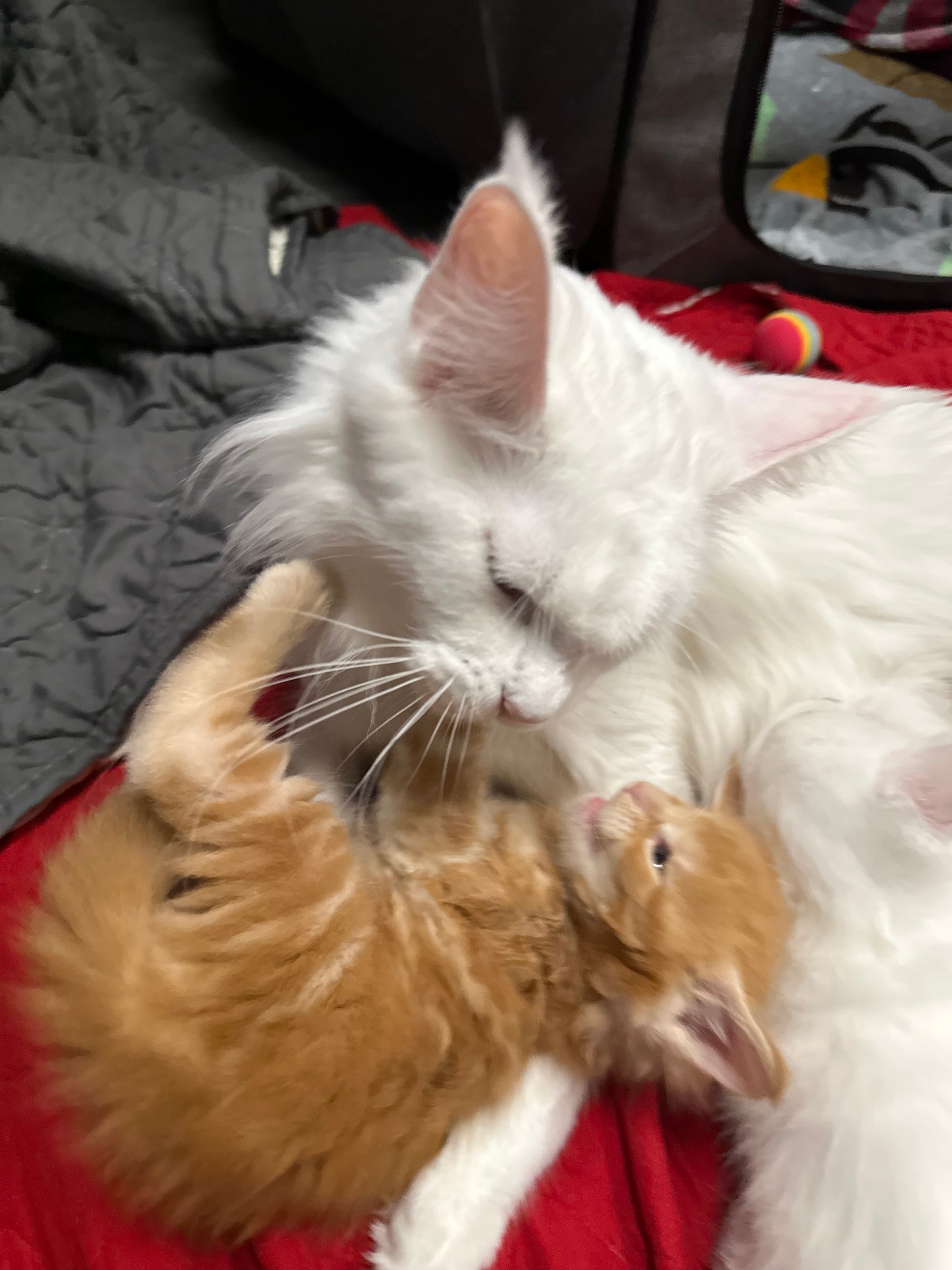 Mojo – White (w) Maine Coon queen, UC Davis health-tested, Dashing Coons Southern Illinois