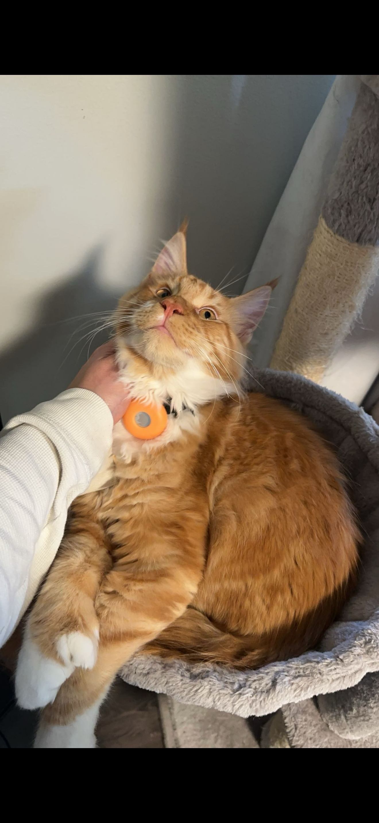 Viscount Cheeto Puff – Red Tabby with White (d 09 21) Maine Coon king, UC Davis health-tested, Dashing Coons Southern Illinois