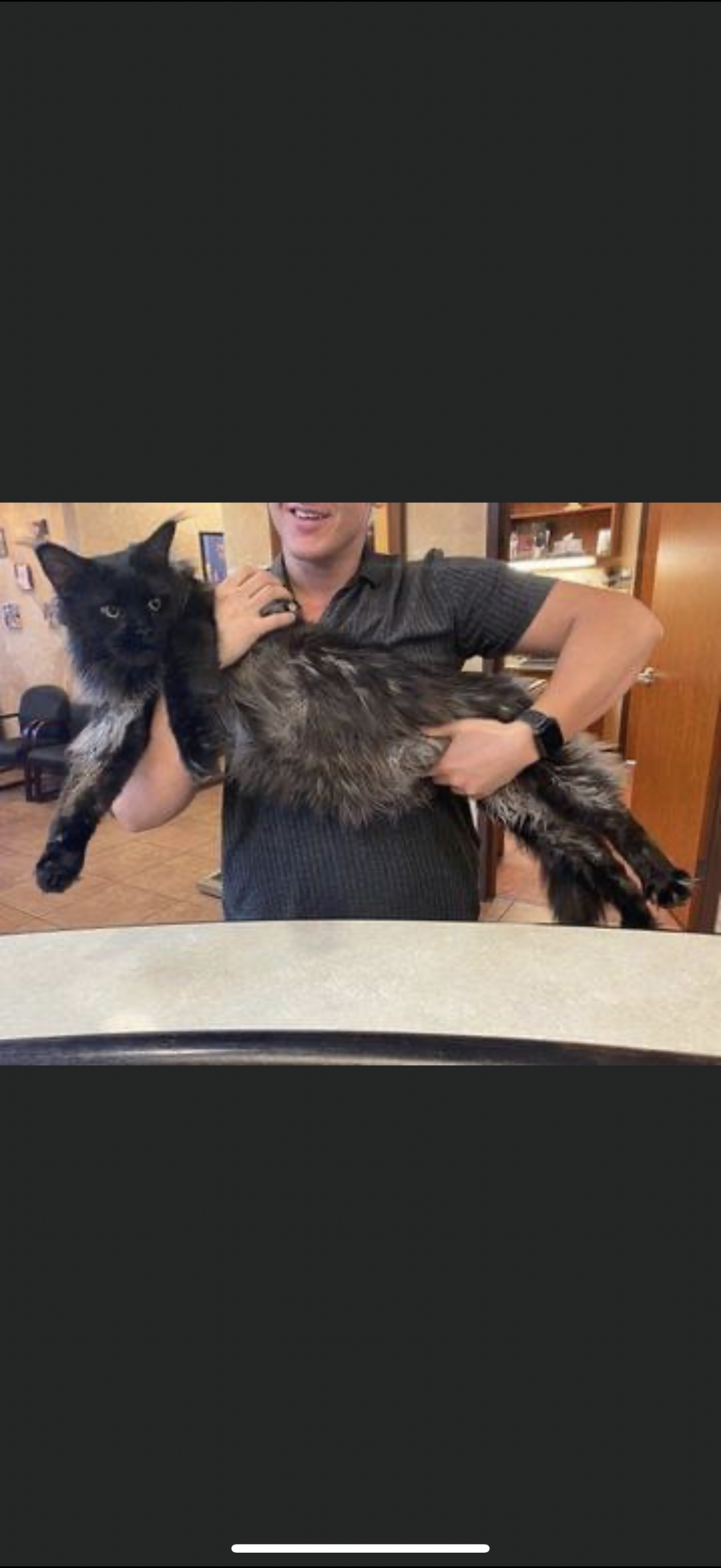 Billy Ray Cyrus – Black Smoke (ns) Maine Coon king, UC Davis health-tested, Dashing Coons Southern Illinois