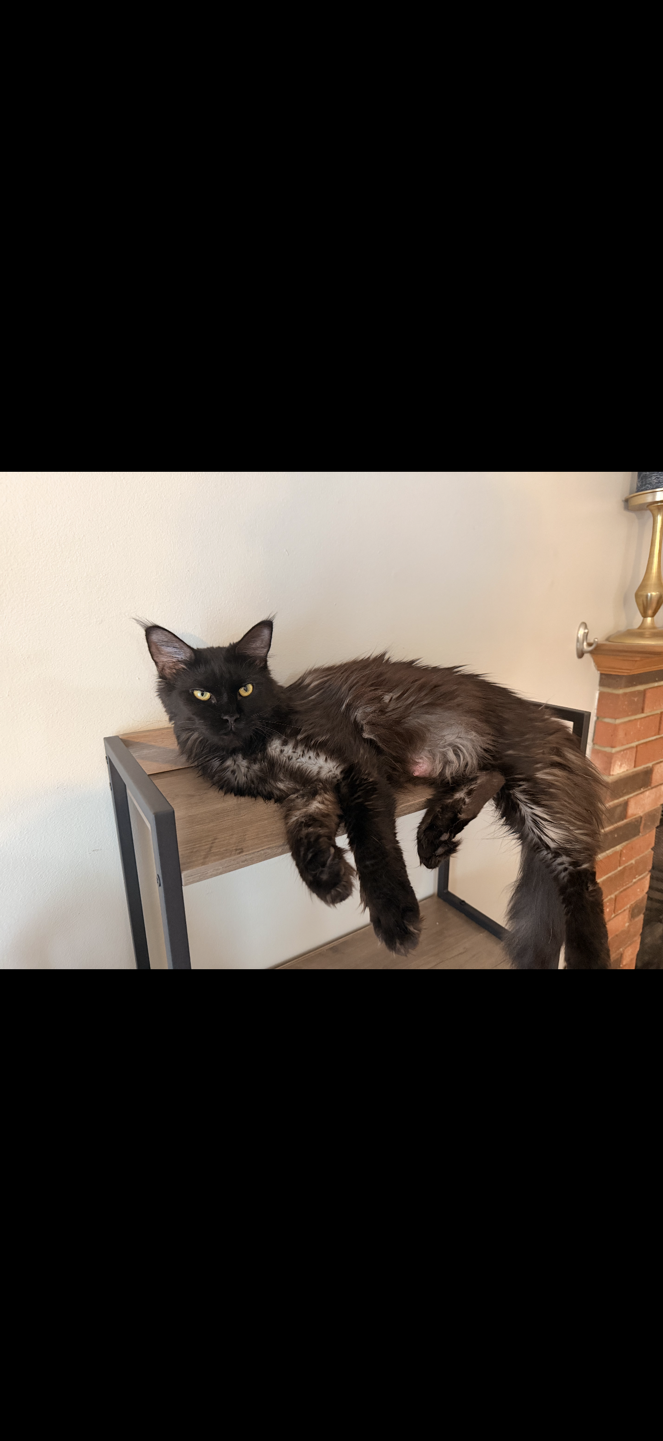 Dolly Parton – Black Smoke (ns) Maine Coon queen, UC Davis health-tested, Dashing Coons Southern Illinois