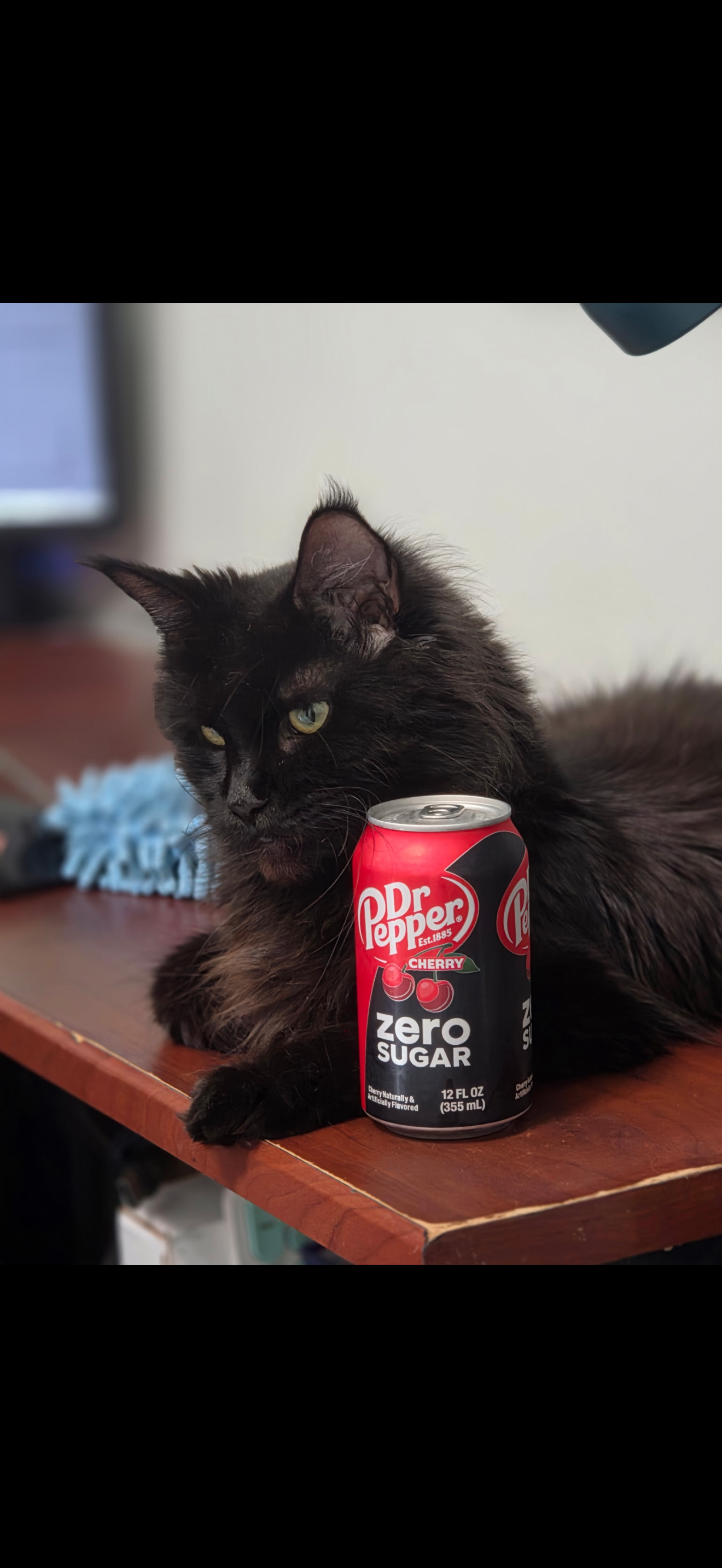Jolene – Black Smoke (ns) Maine Coon queen, UC Davis health-tested, Dashing Coons Southern Illinois