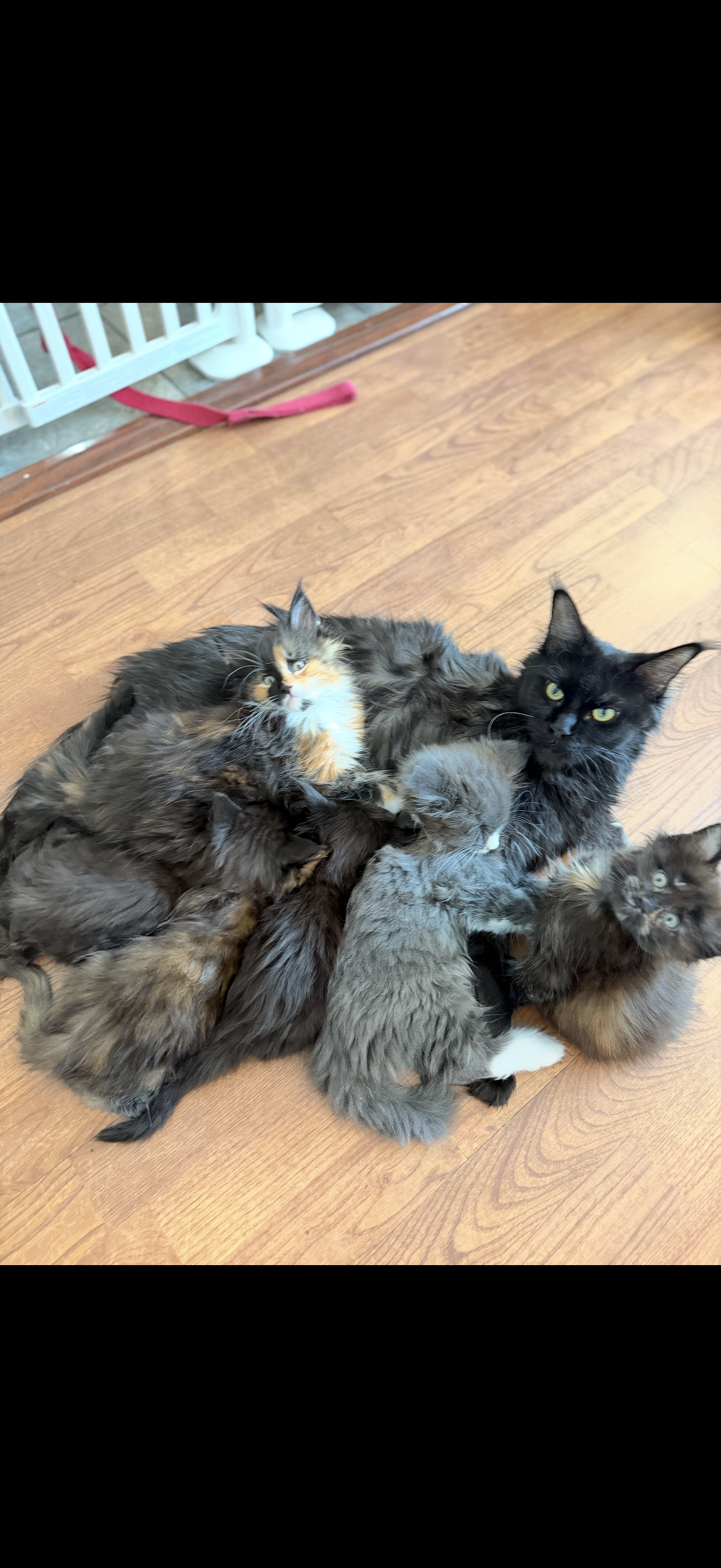 Spooky Duchess – Black Smoke (ns) Maine Coon queen, UC Davis health-tested, Dashing Coons Southern Illinois