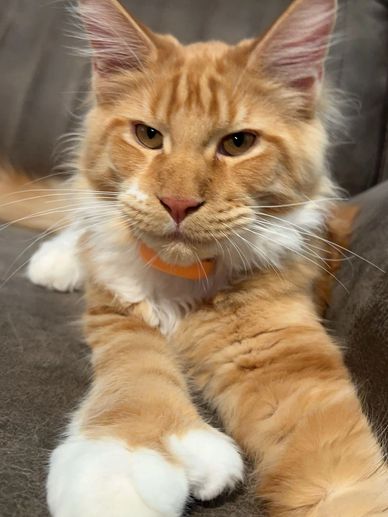 Maine Coon cat full-length portrait – Dashing Coons cattery Illinois