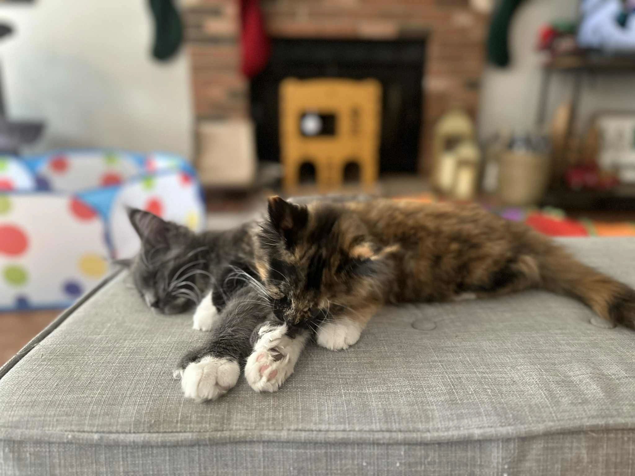 Maine Coon cat – Dashing Coons TICA-registered cattery Illinois