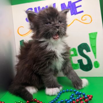 Maine Coon cat – Dashing Coons TICA-registered cattery Illinois